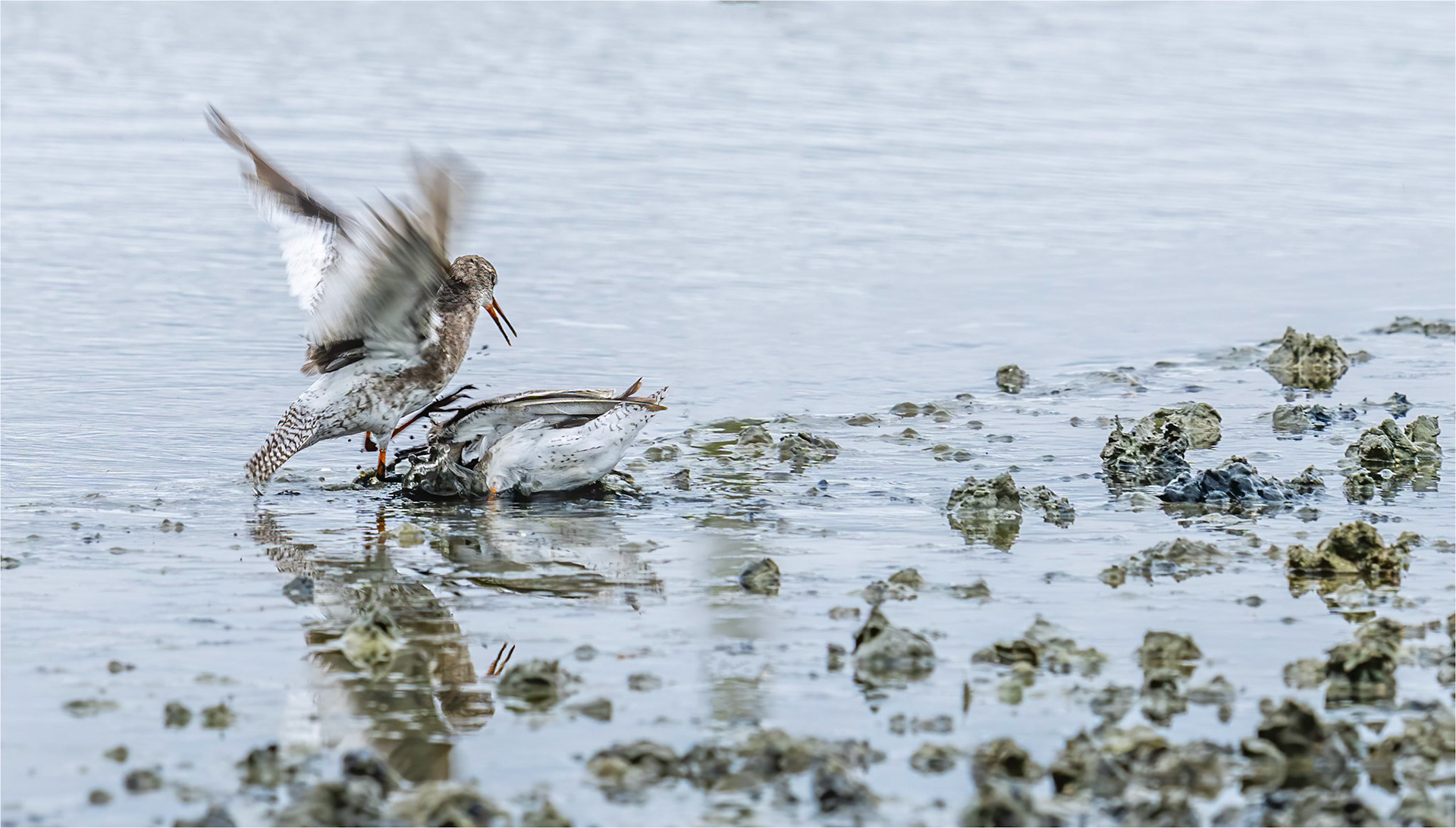 Redshanks I surrender