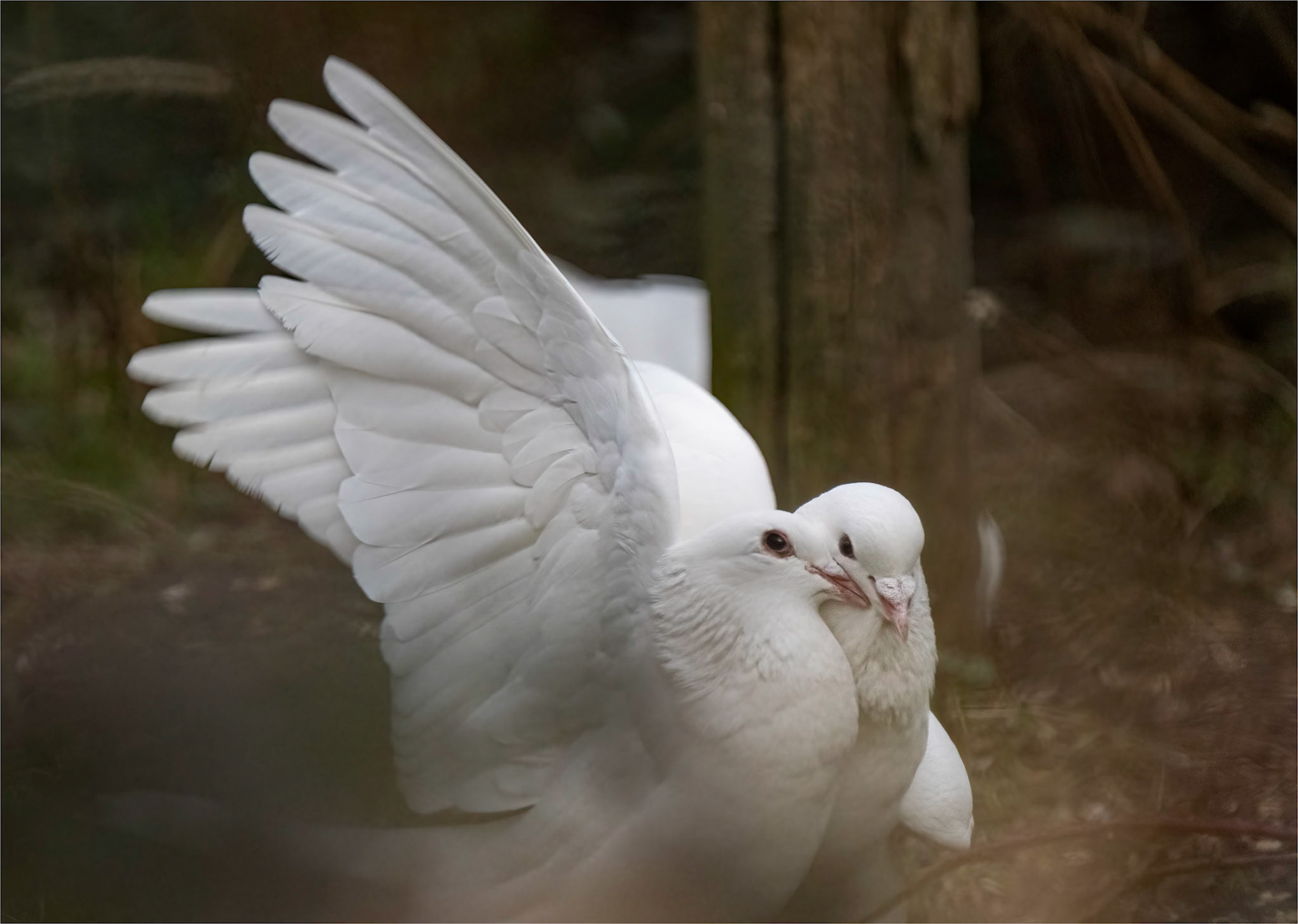 Courting