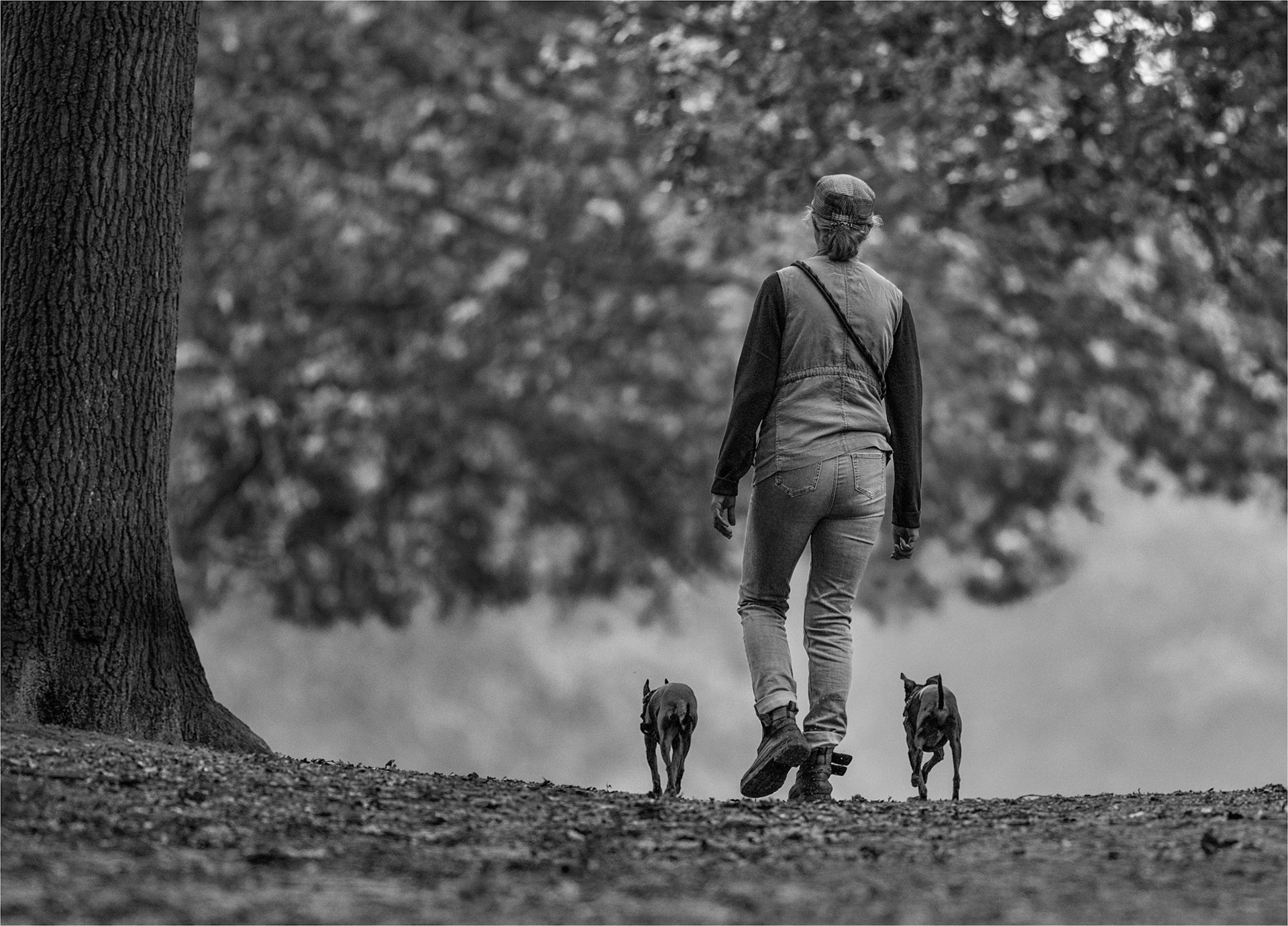 Walking the dogs