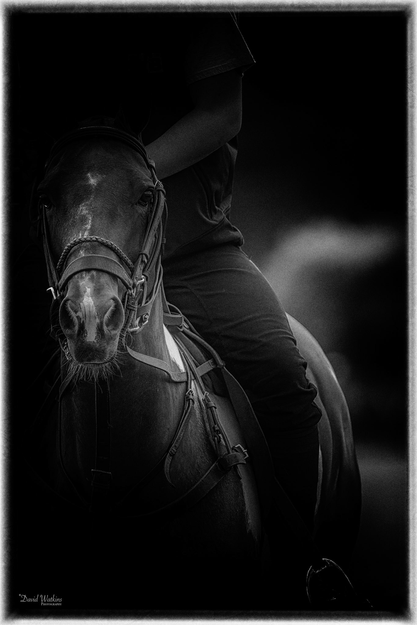 Back to the stables