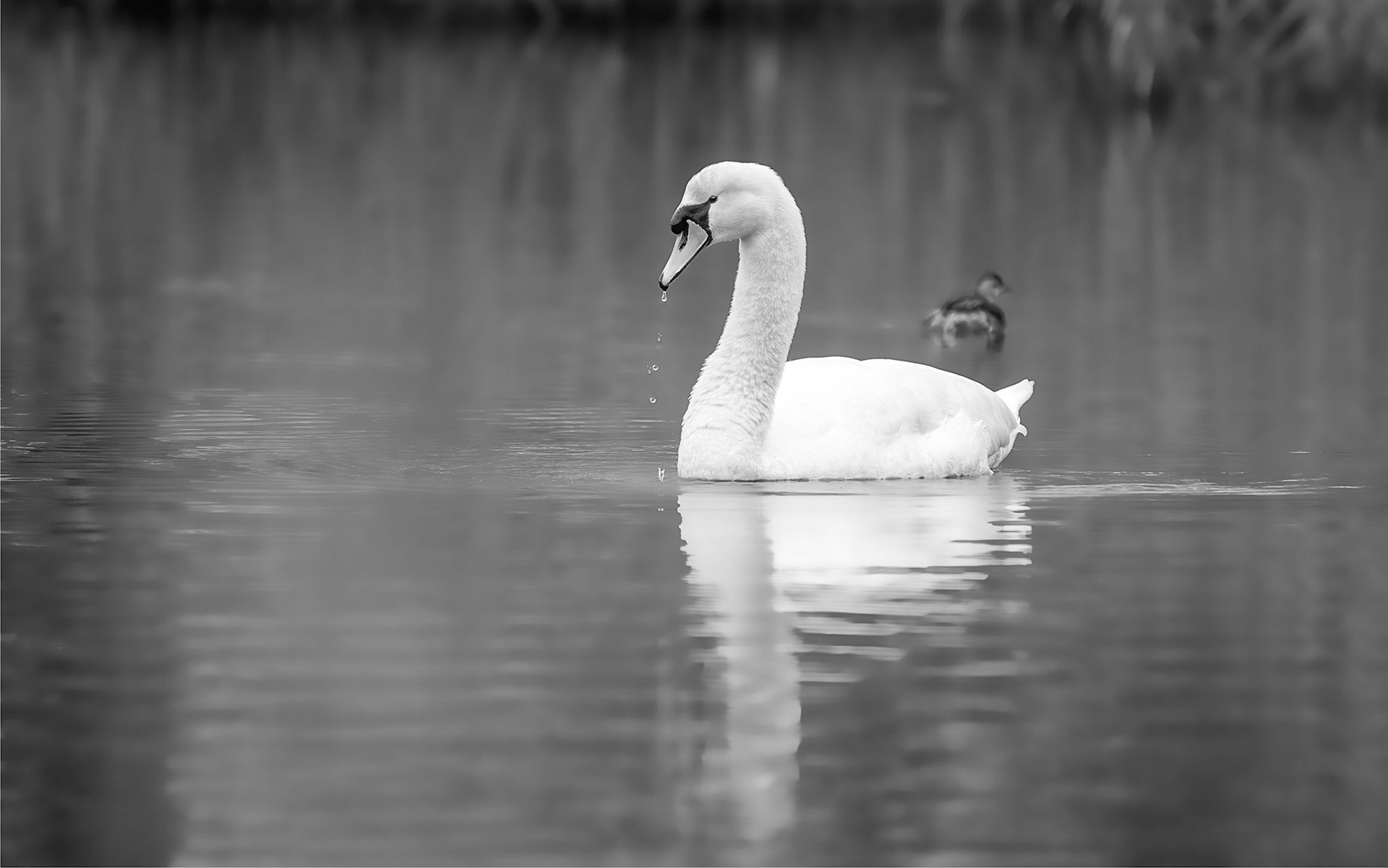 Swan