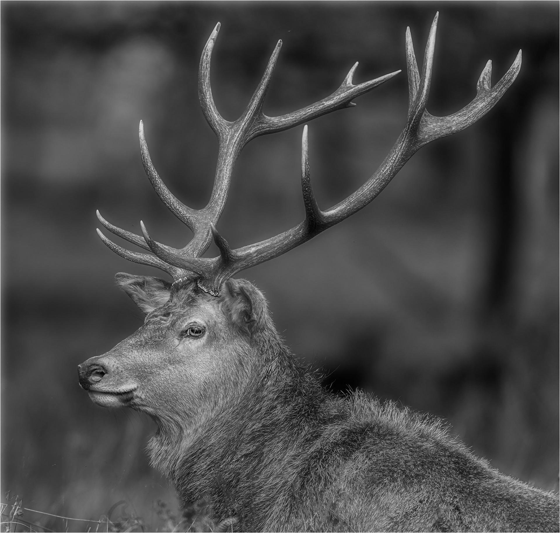 Majestic Stag