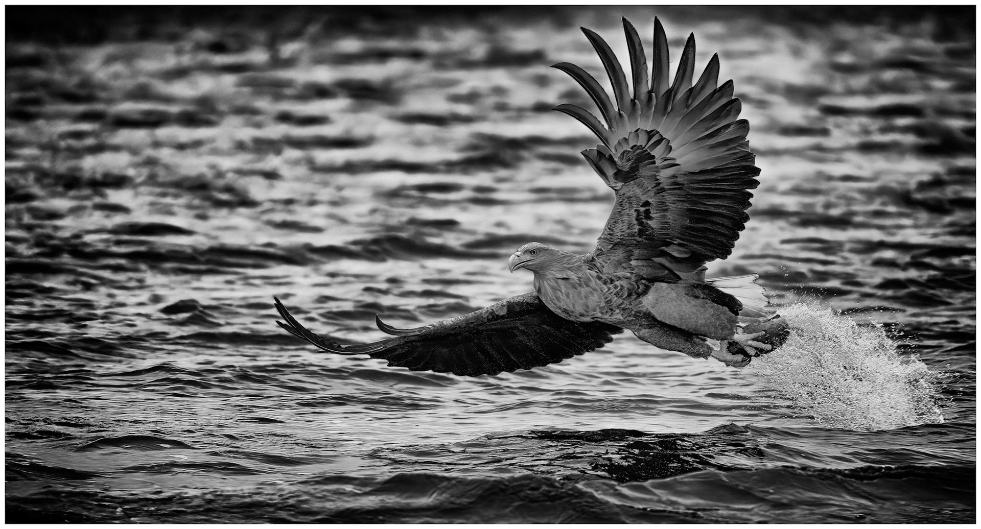 Sea Eagle
