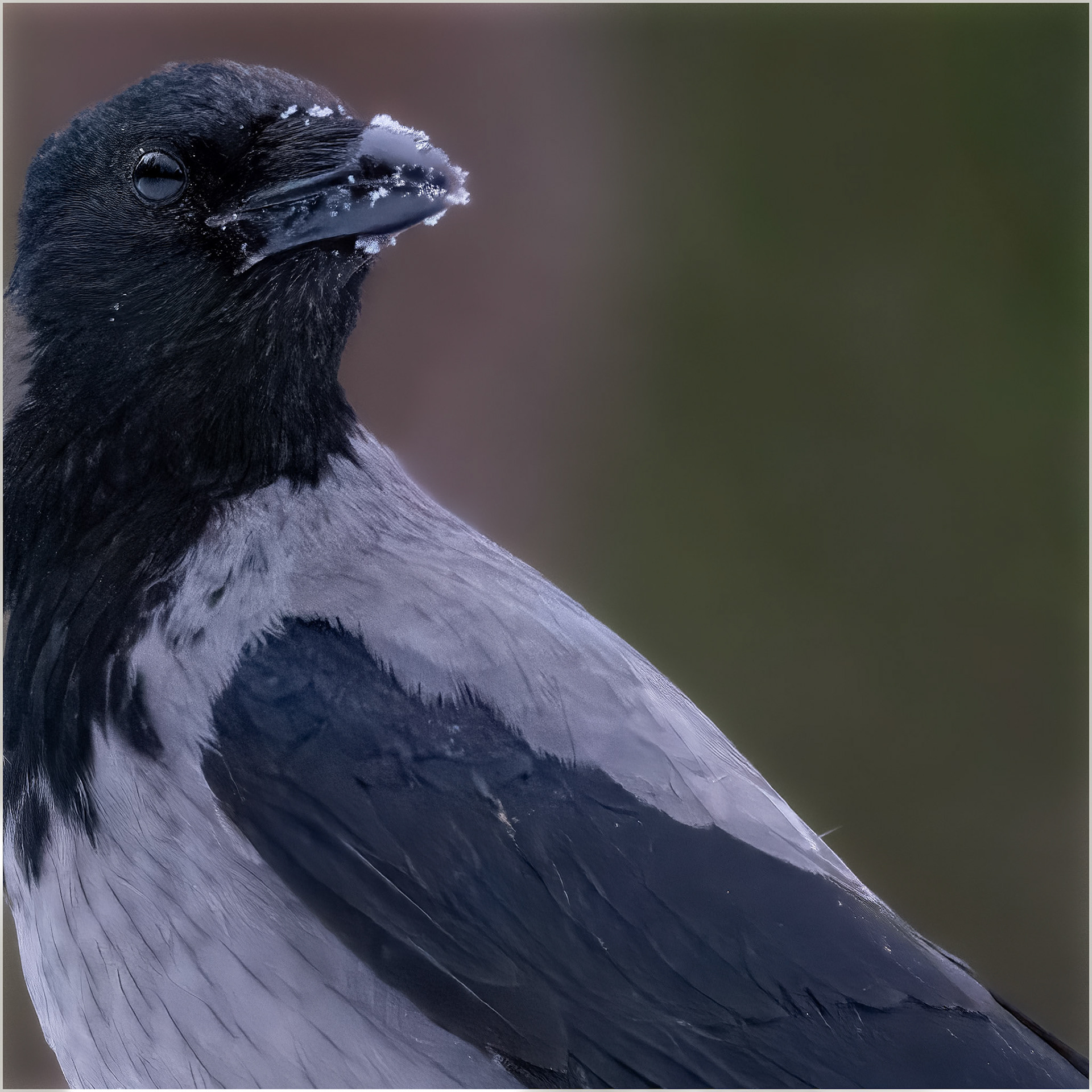 Chilly beak