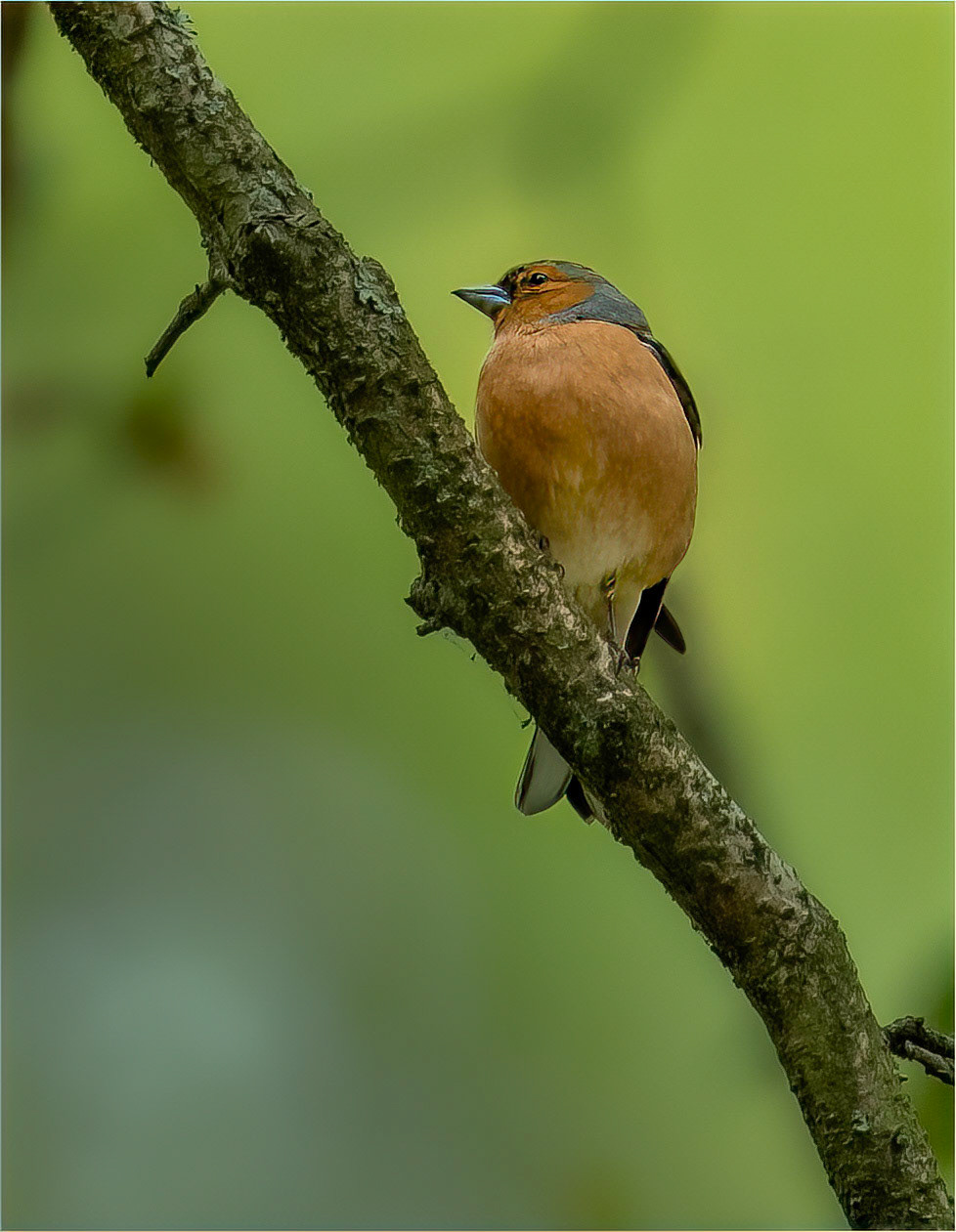 Male Chaffinch