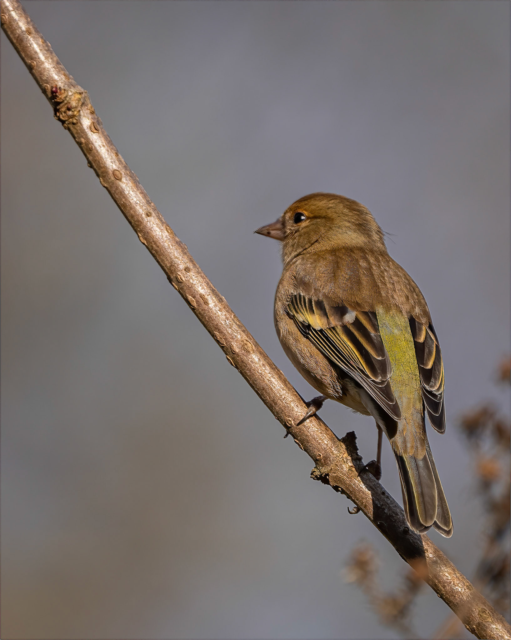 Greenfinch