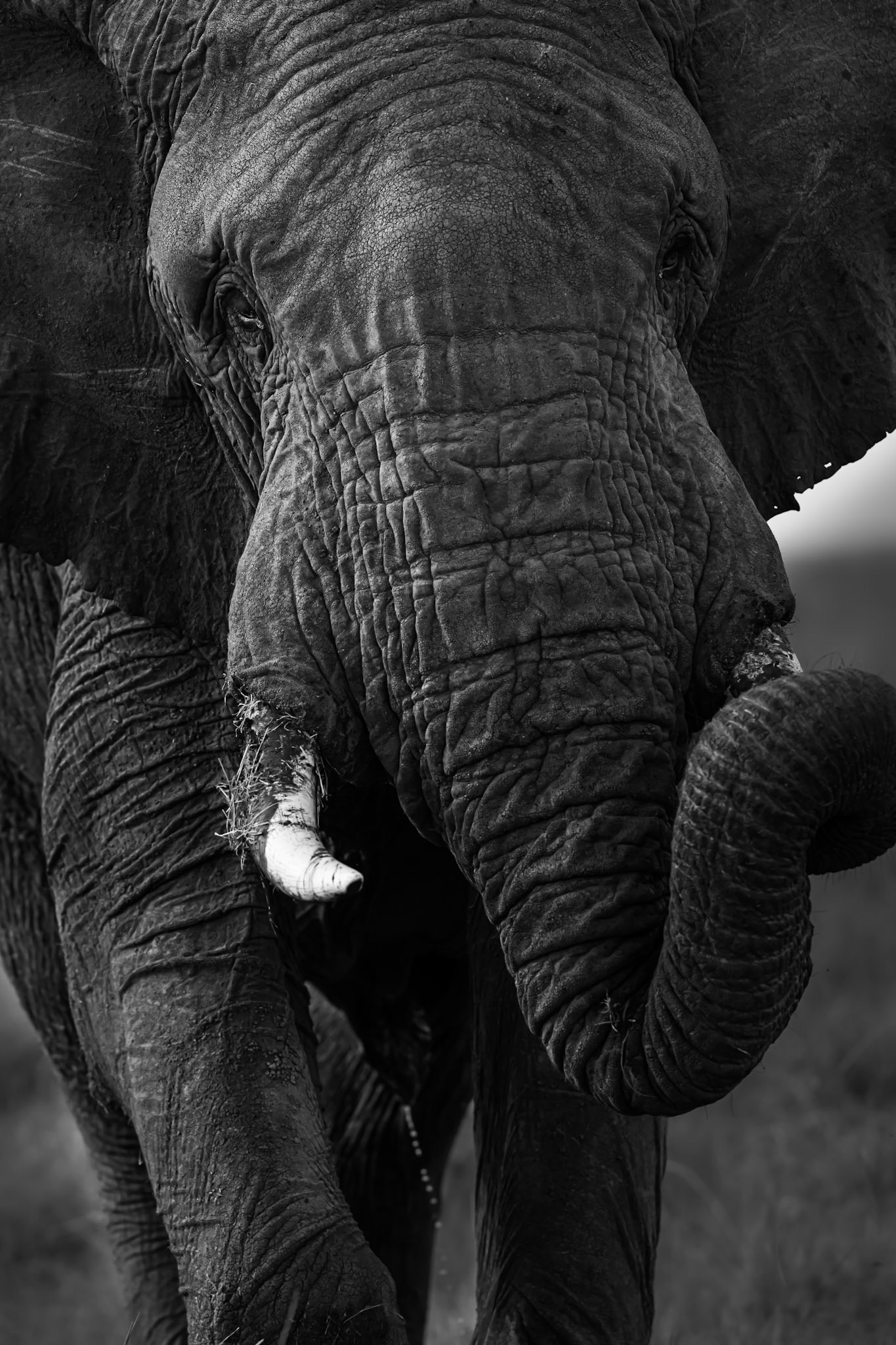Bull Elephant Alerting Me