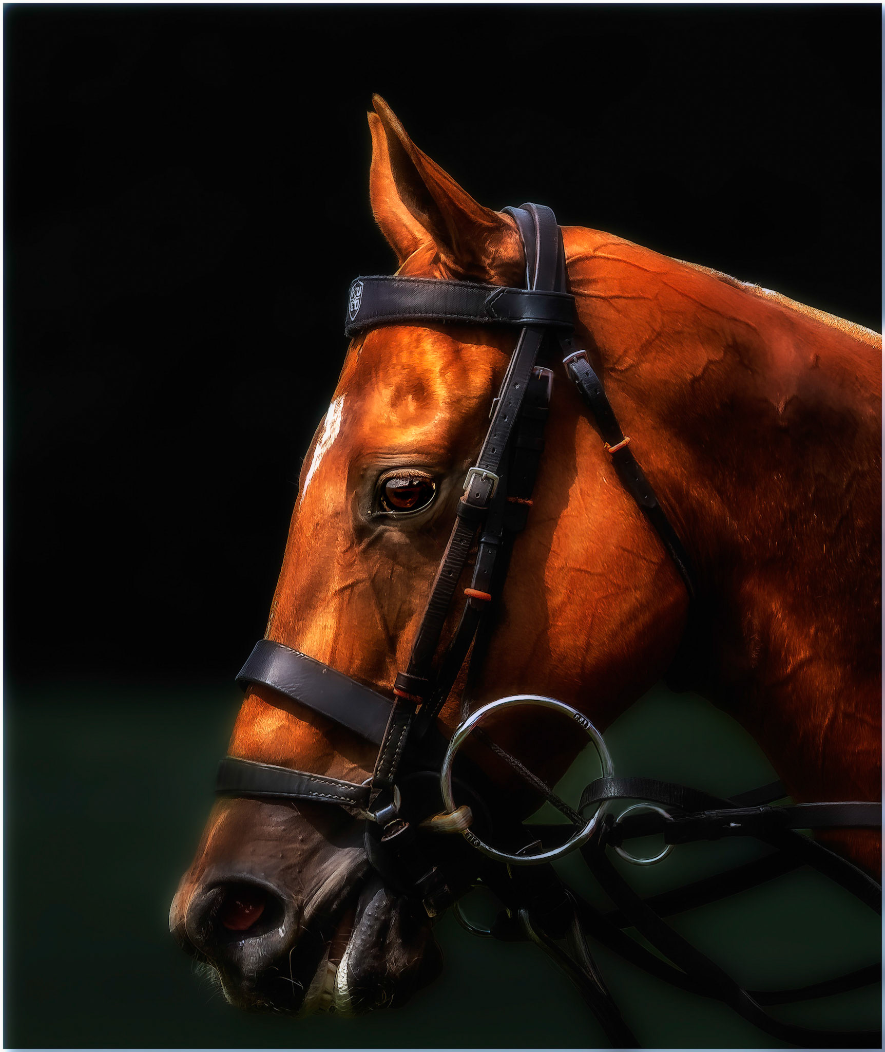 All tacked up