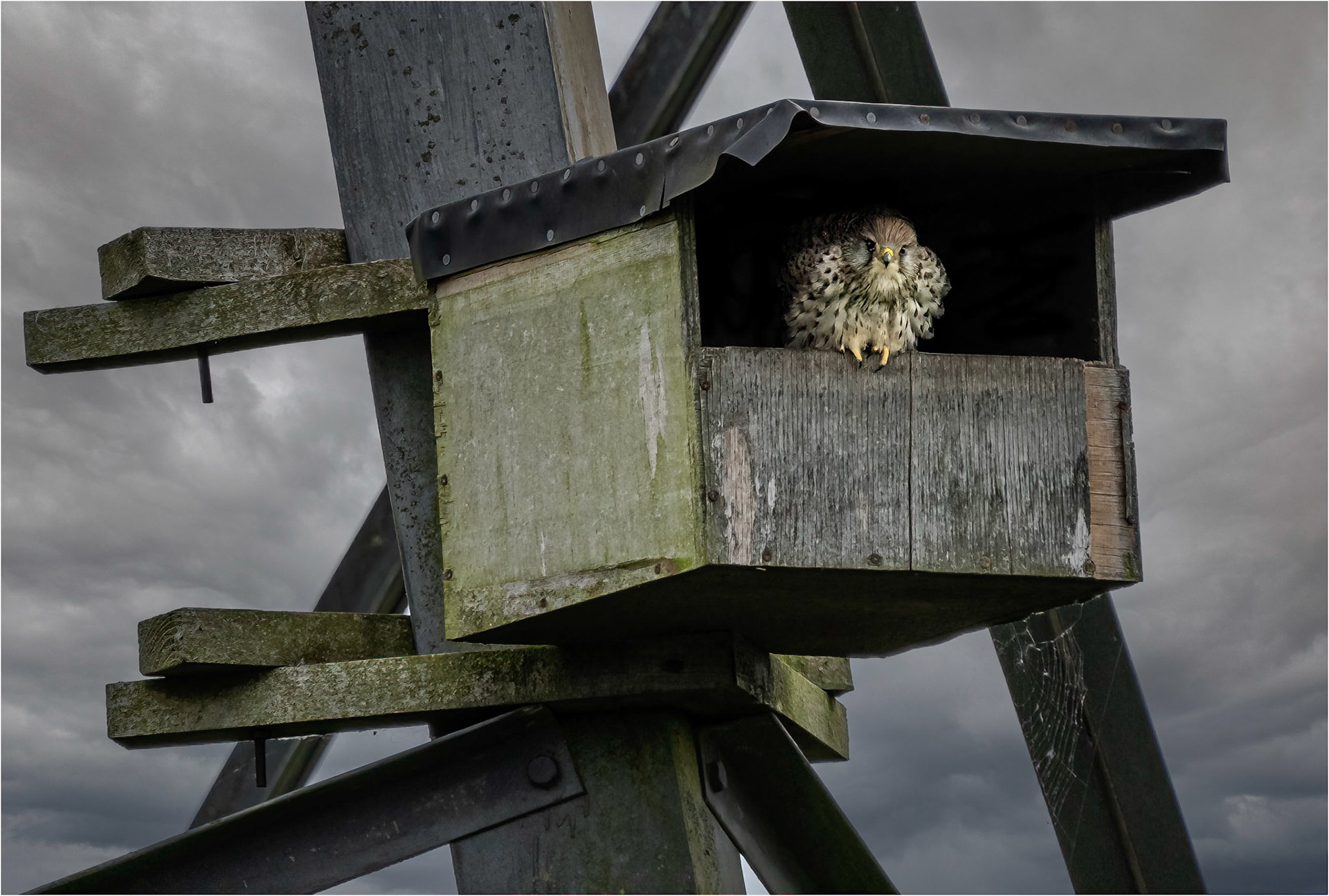 Kestral nesting