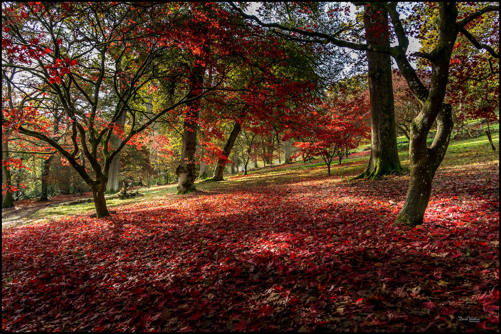 Autumn Colours