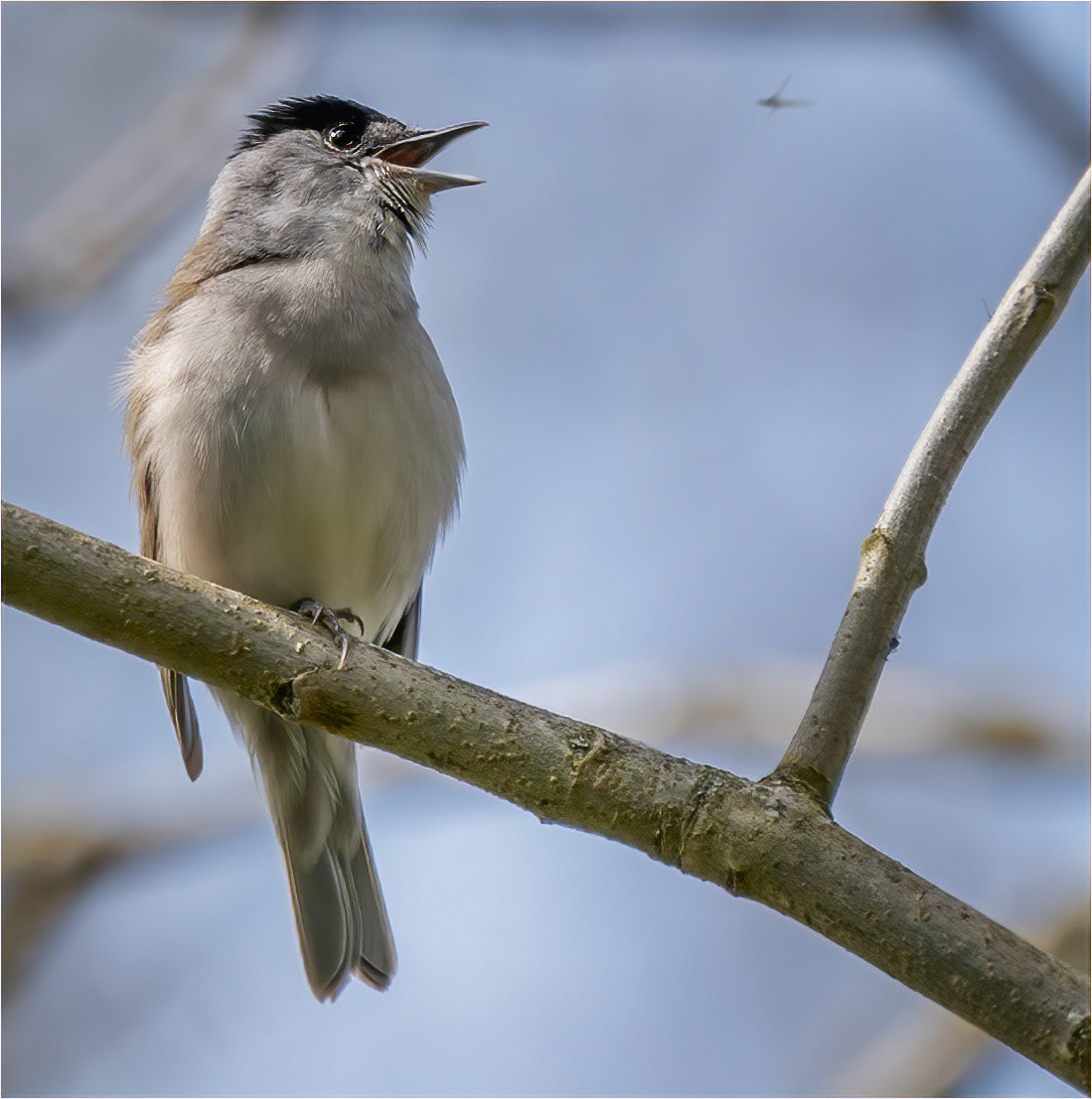 Singing for my dinner