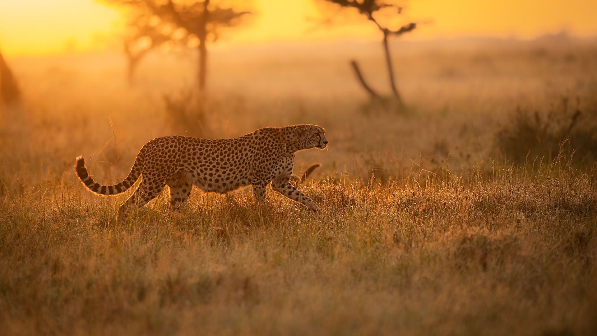 Sunrise hunting expedition