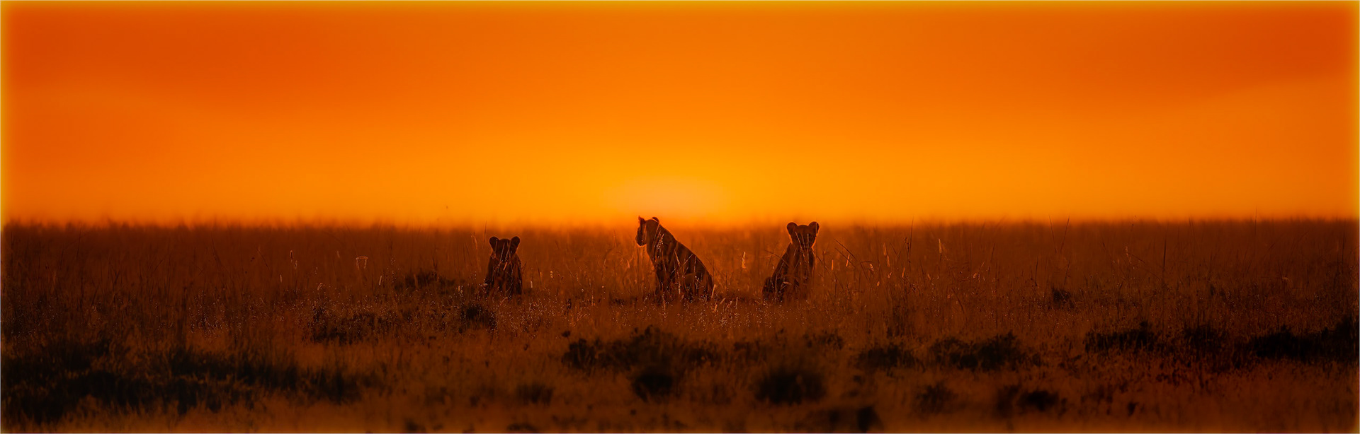 Mara sunrise with waking cubs