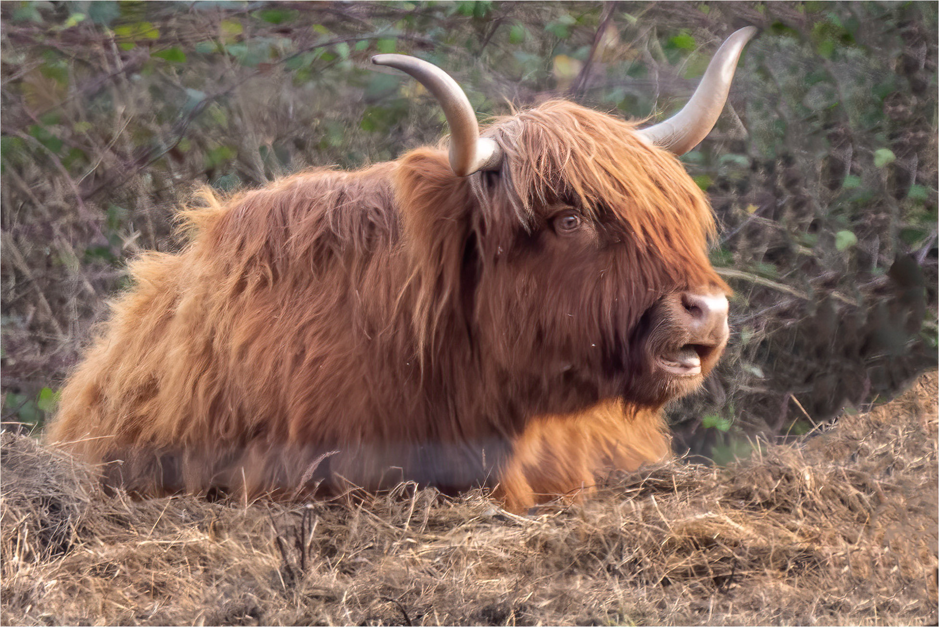 Highland cattle
