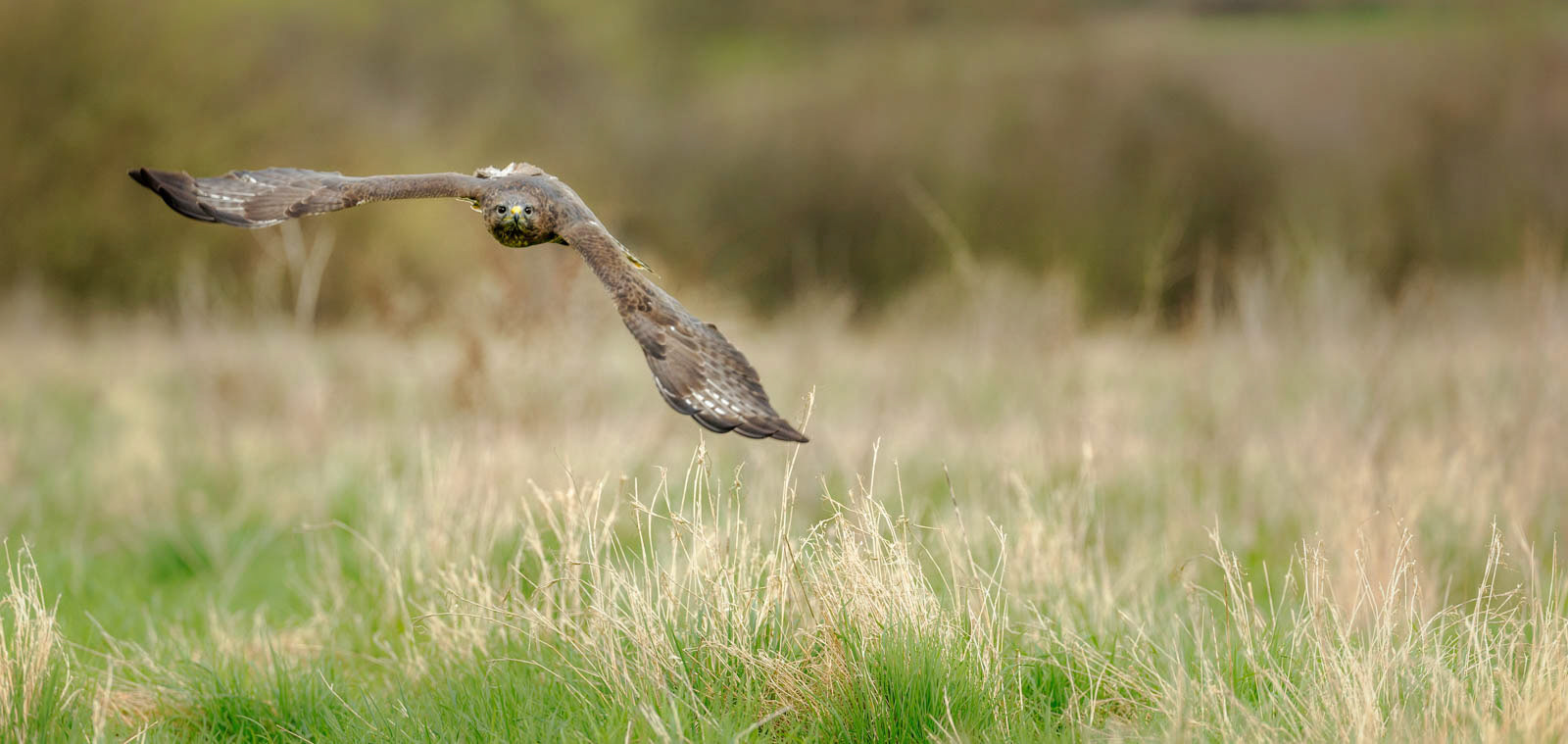 Incoming