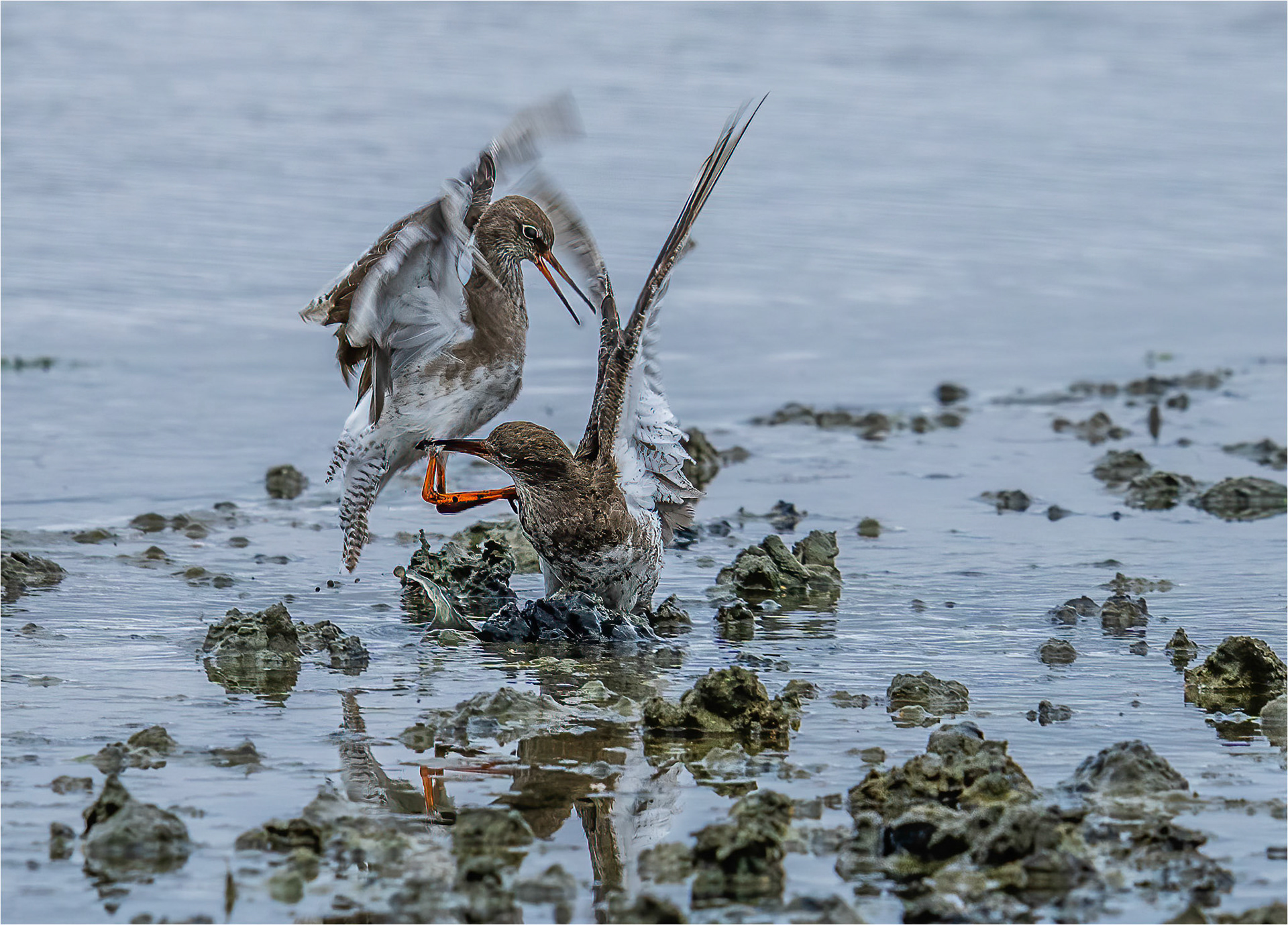 Redshanks