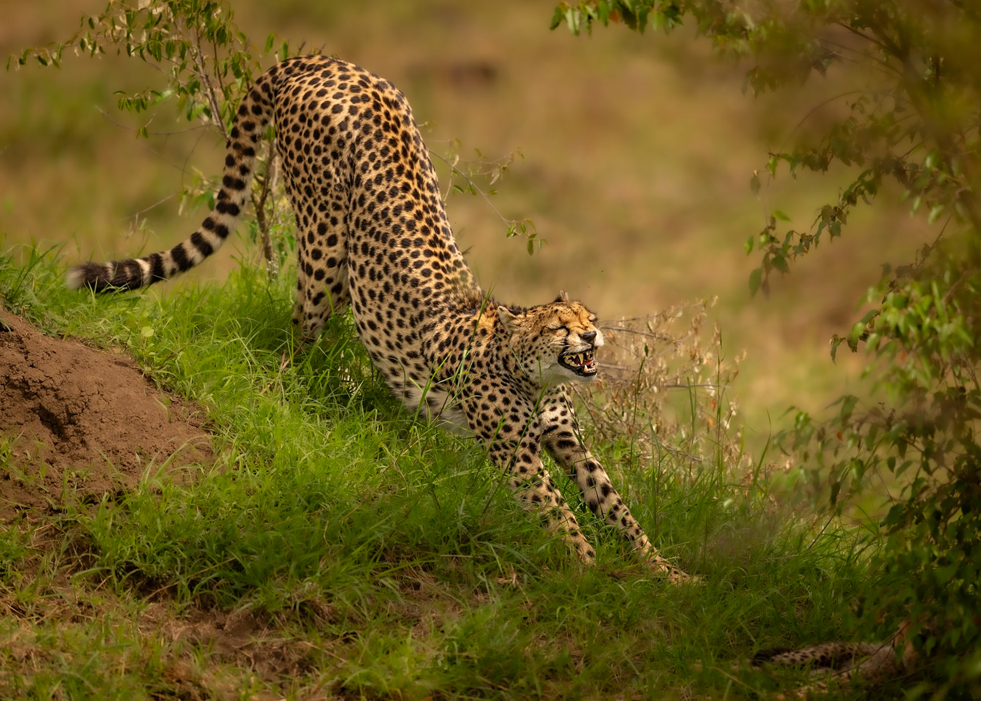 Stretching