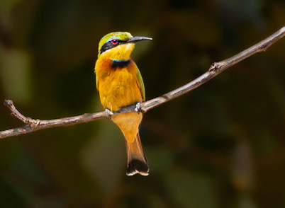 Bee-eater