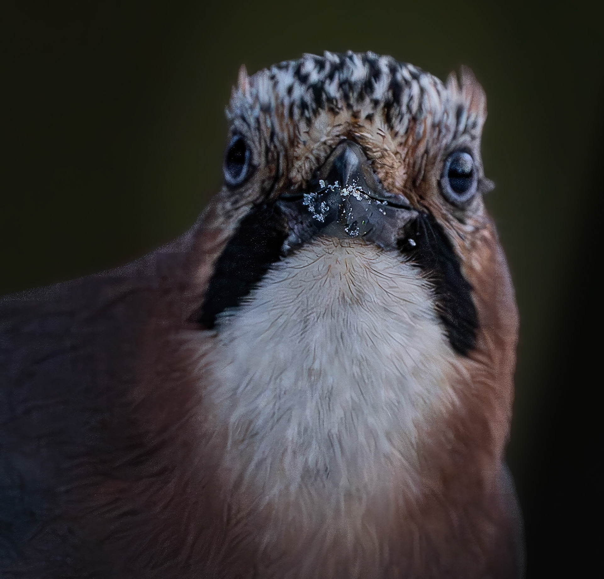 Jay portrait