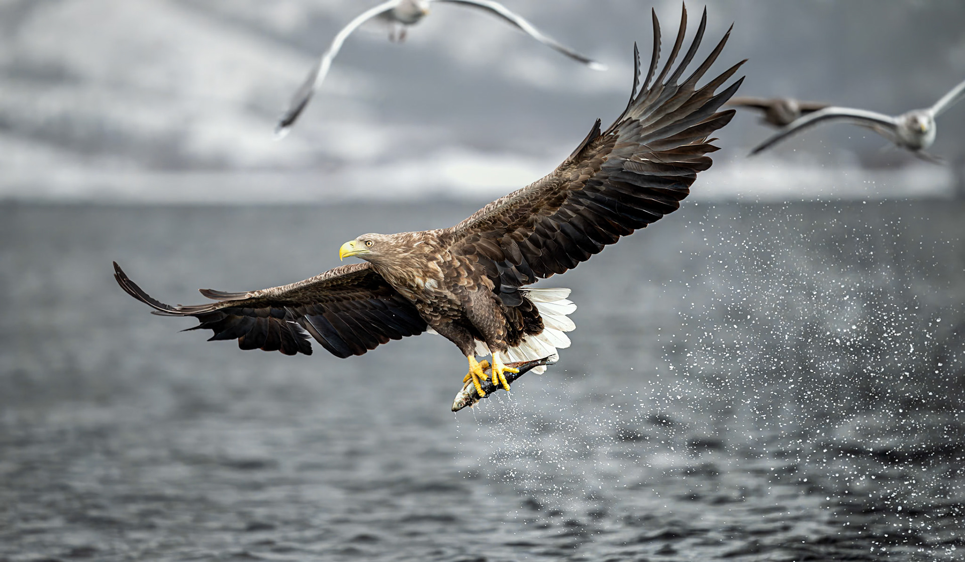Gulls in hot pursuit