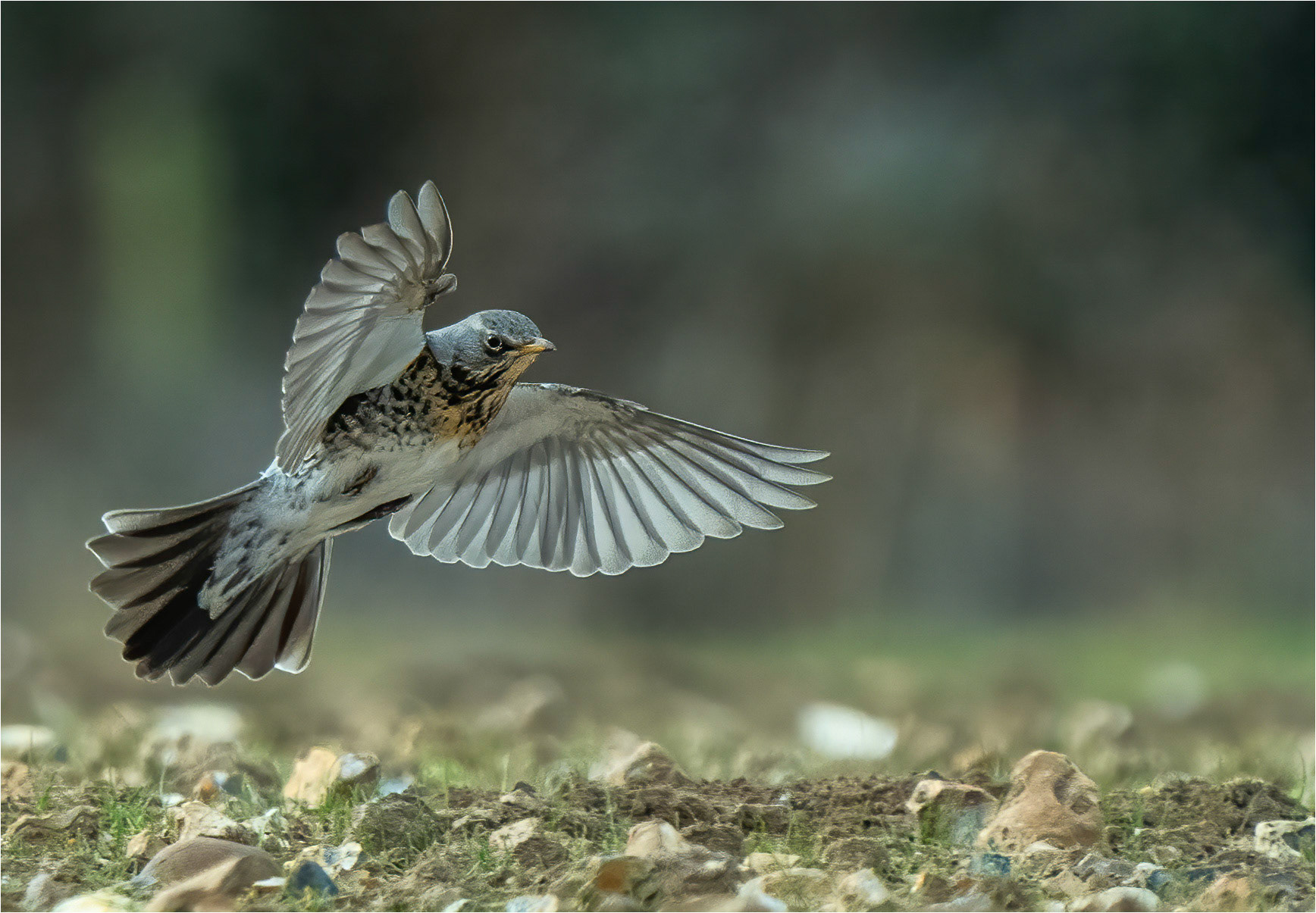 Field Fare