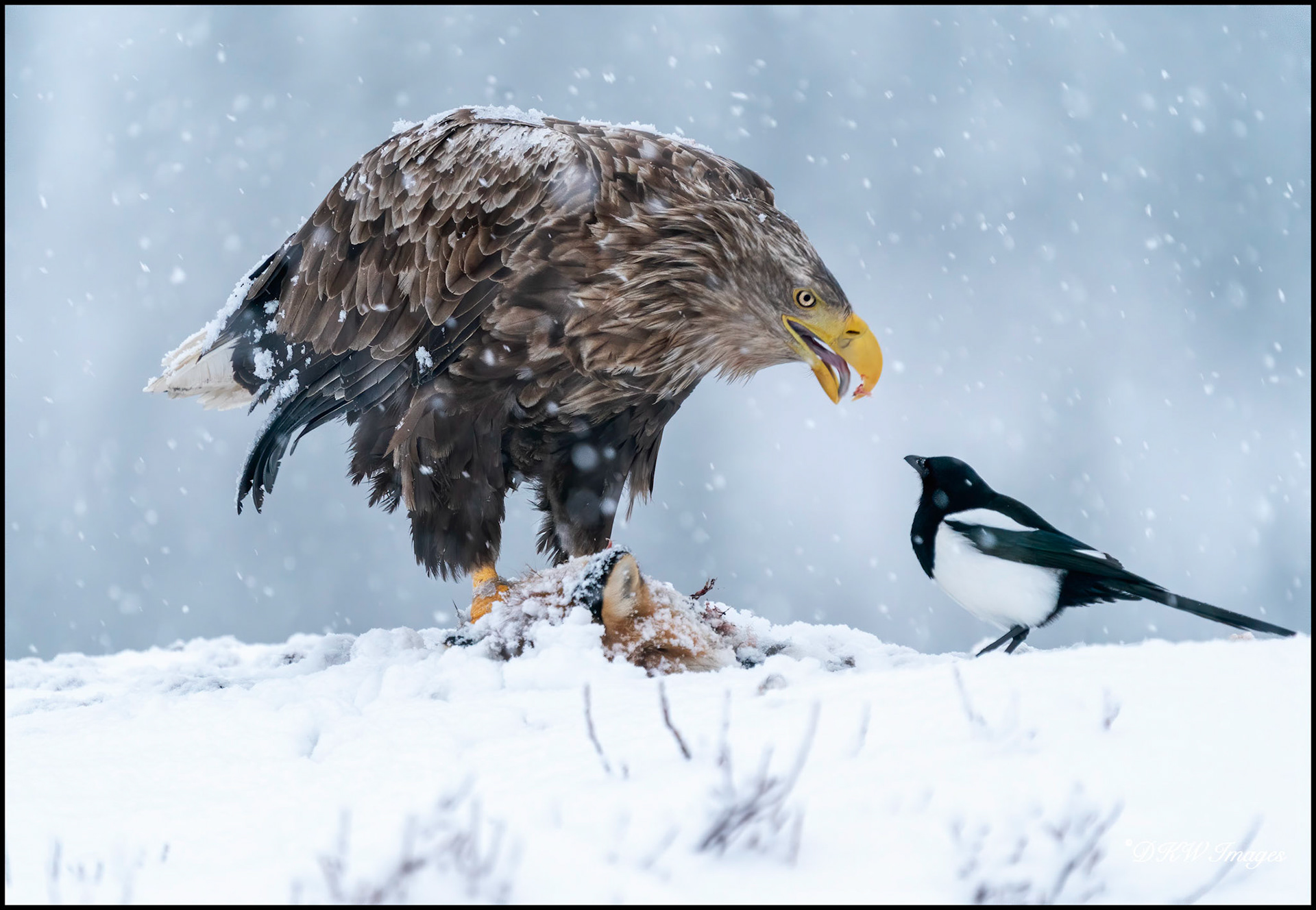 White Tailed Eagle with friend