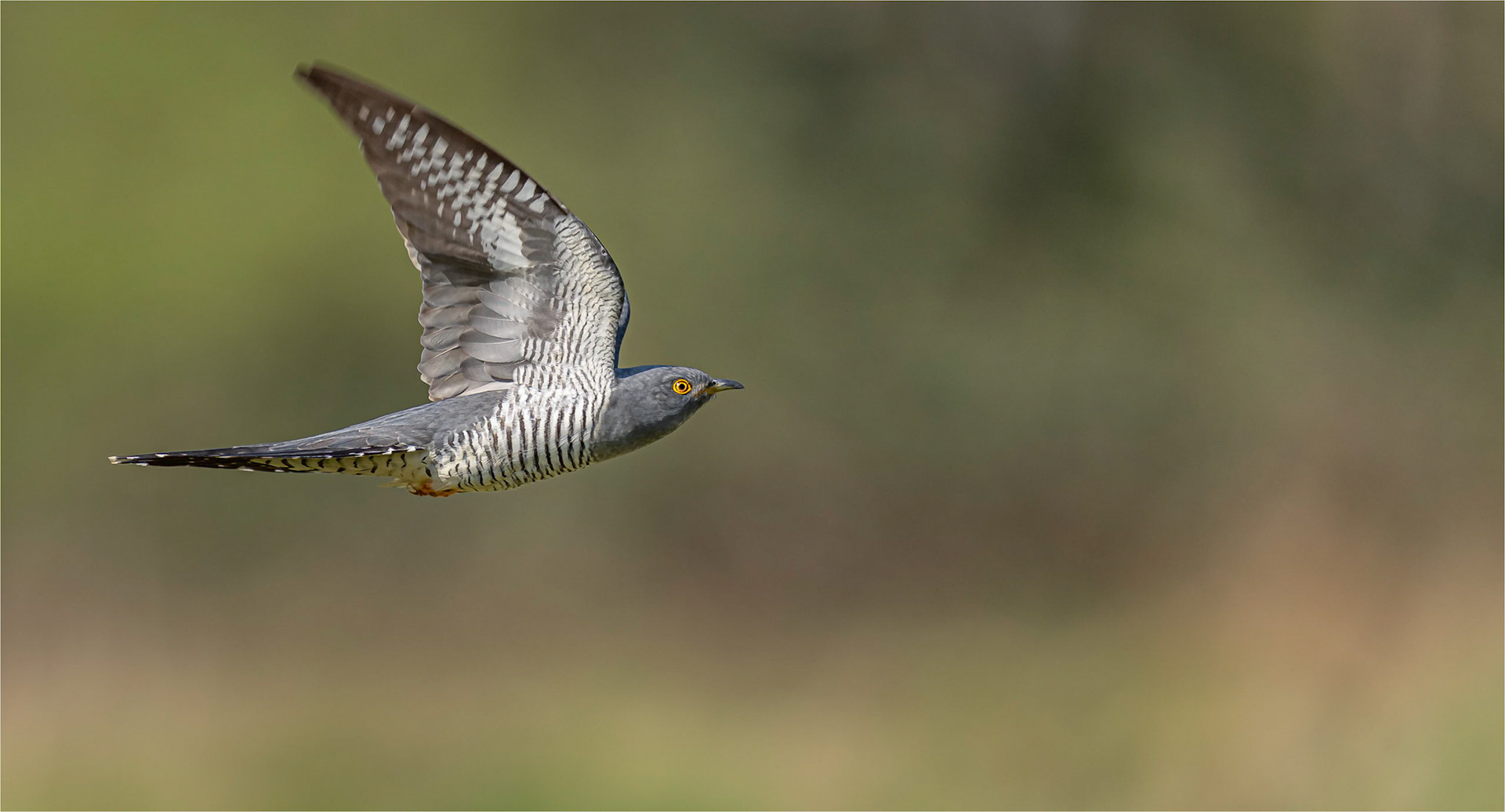 Cuckoo in flight