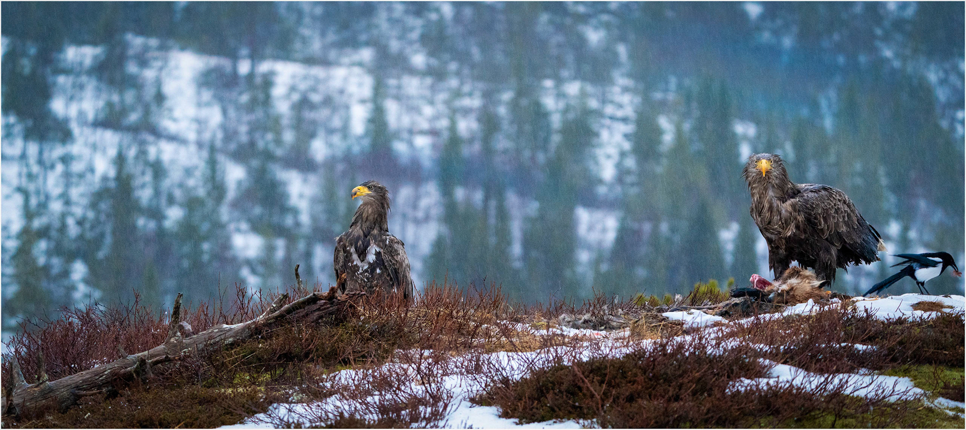 Sea Eagles