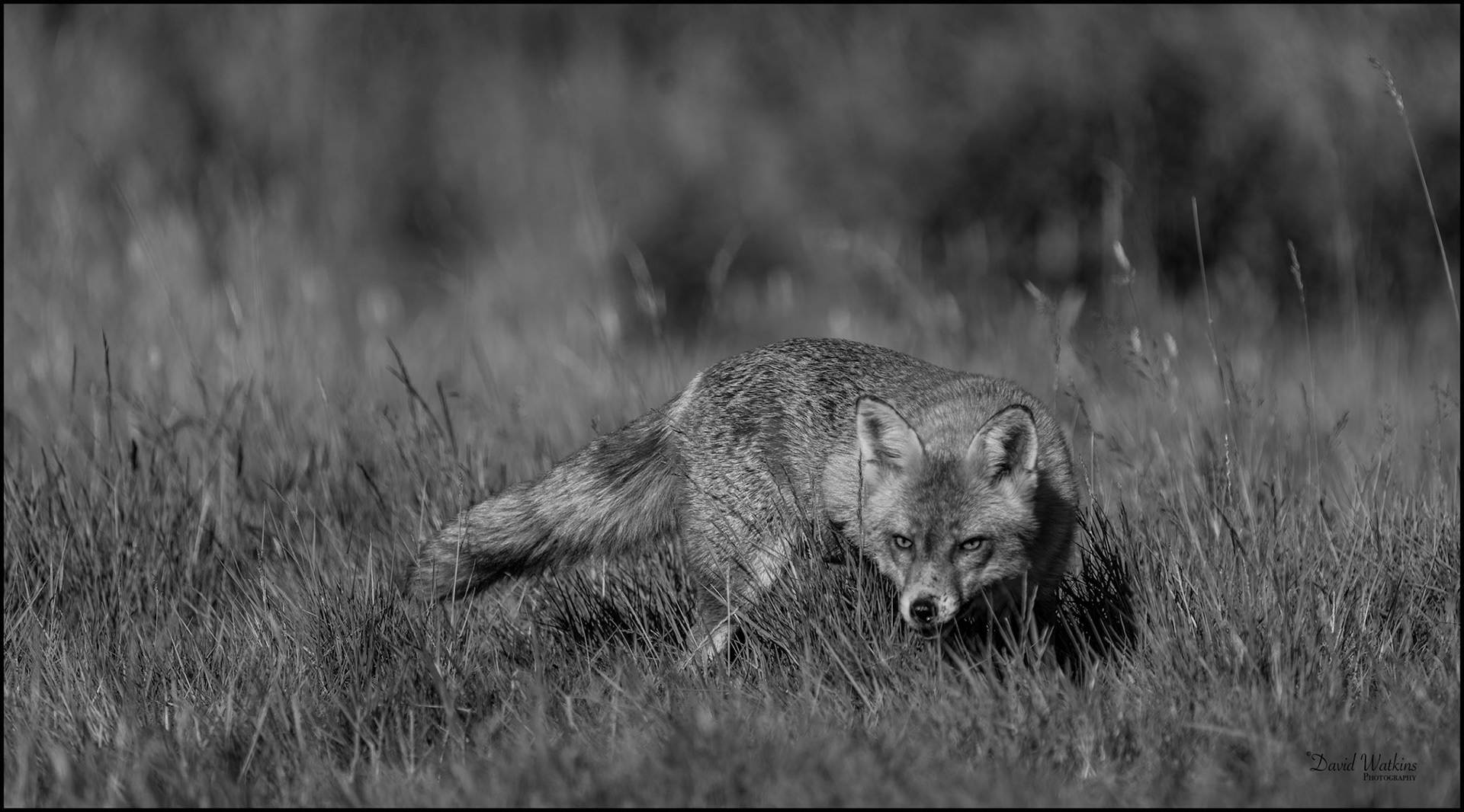 Stalking