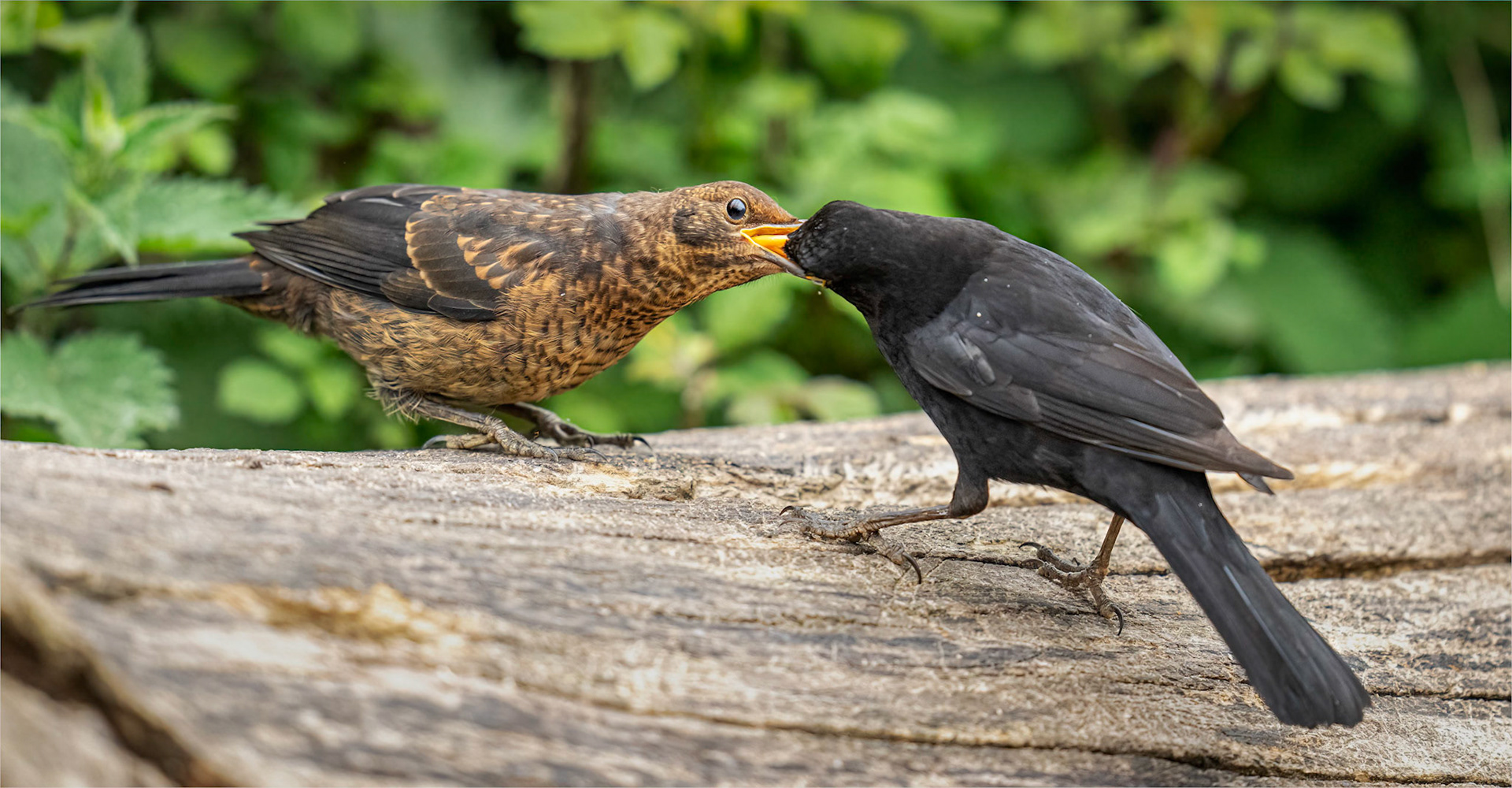 Feeding
