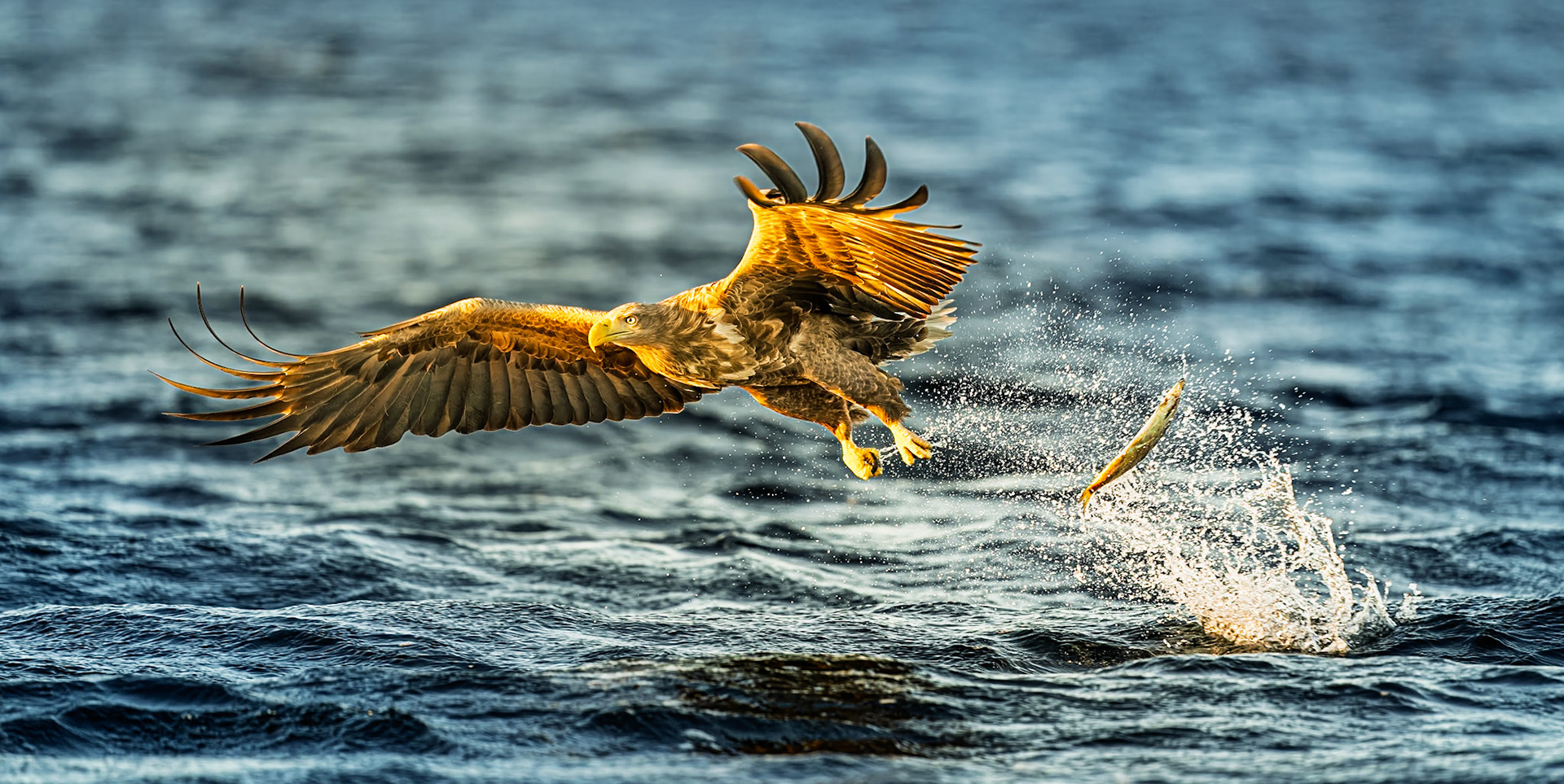 Dropped his catch