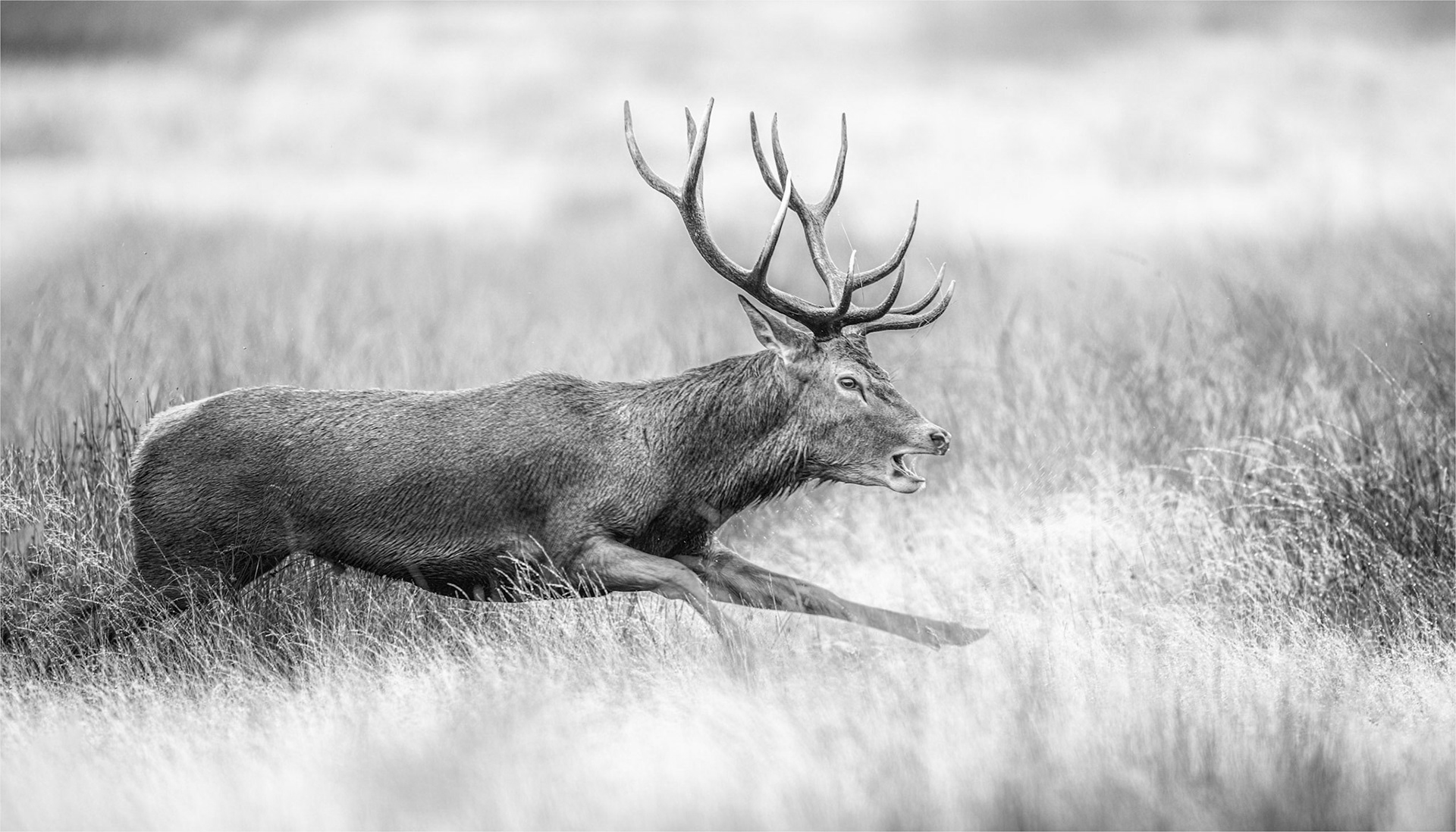 The chase