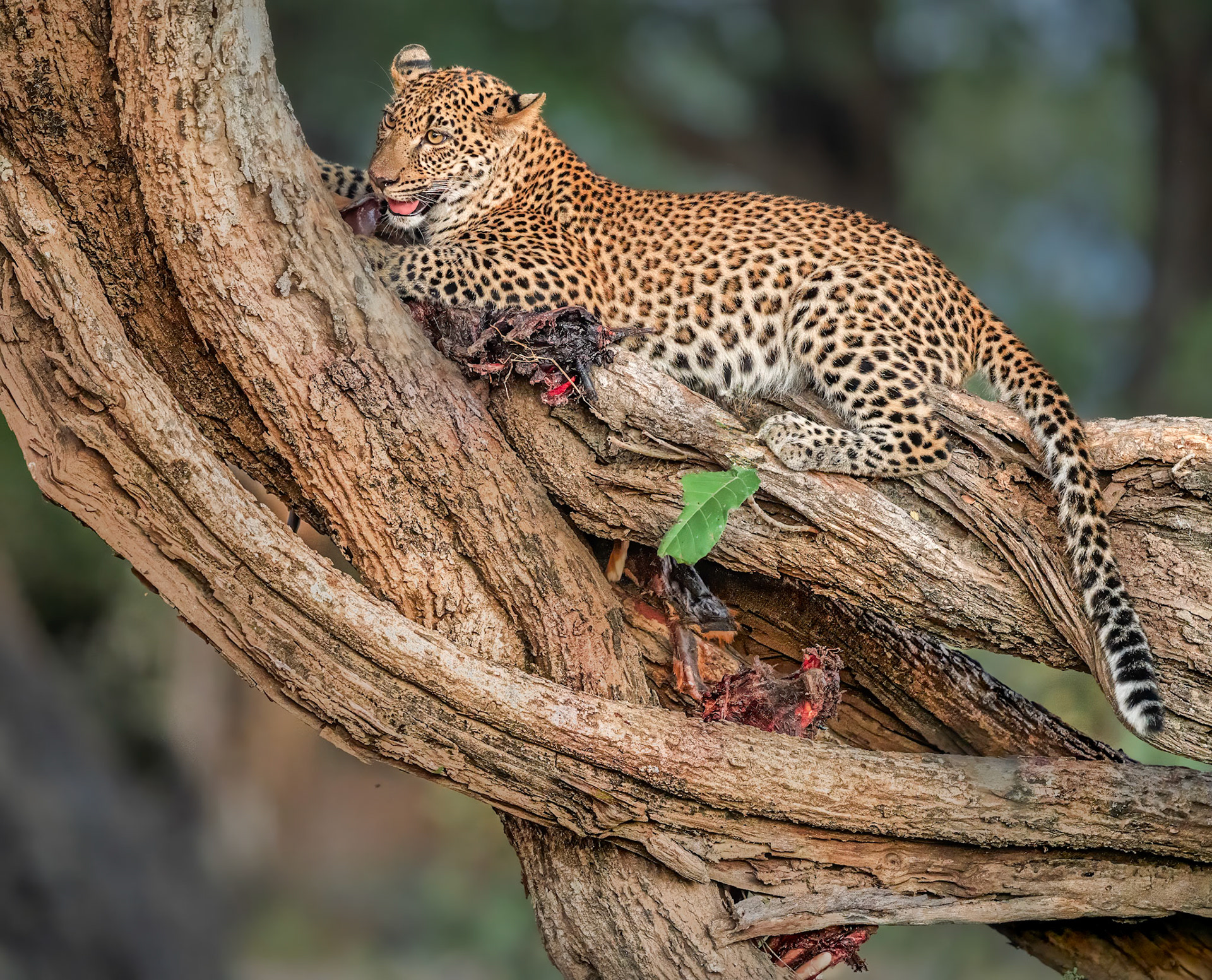 After the kill