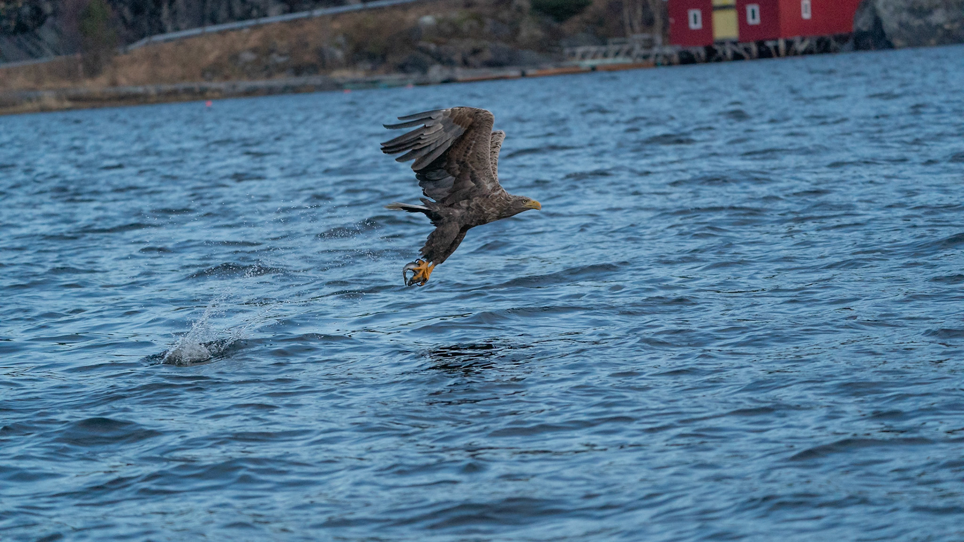 Sea Eagle
