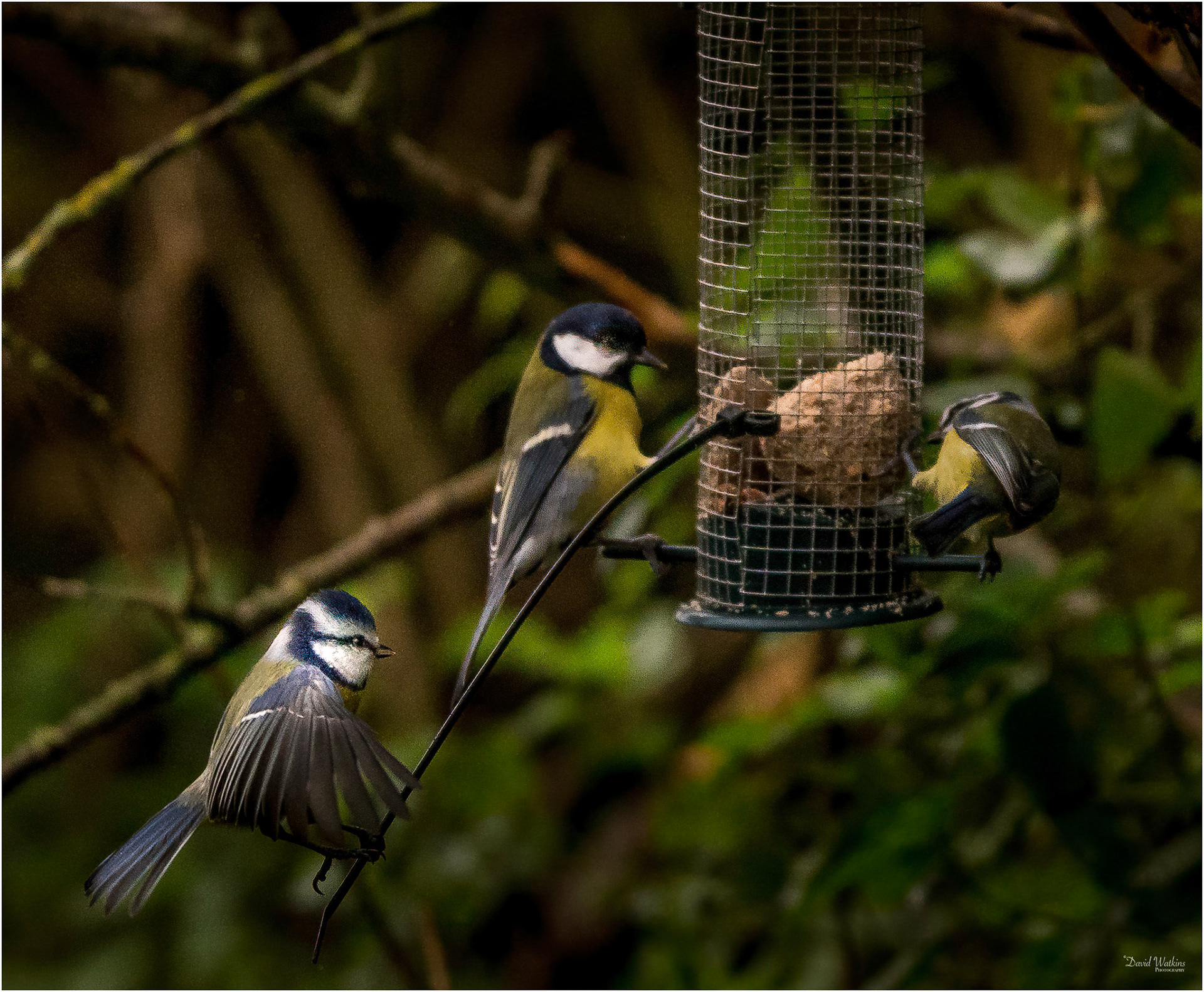 Feeding frenzy