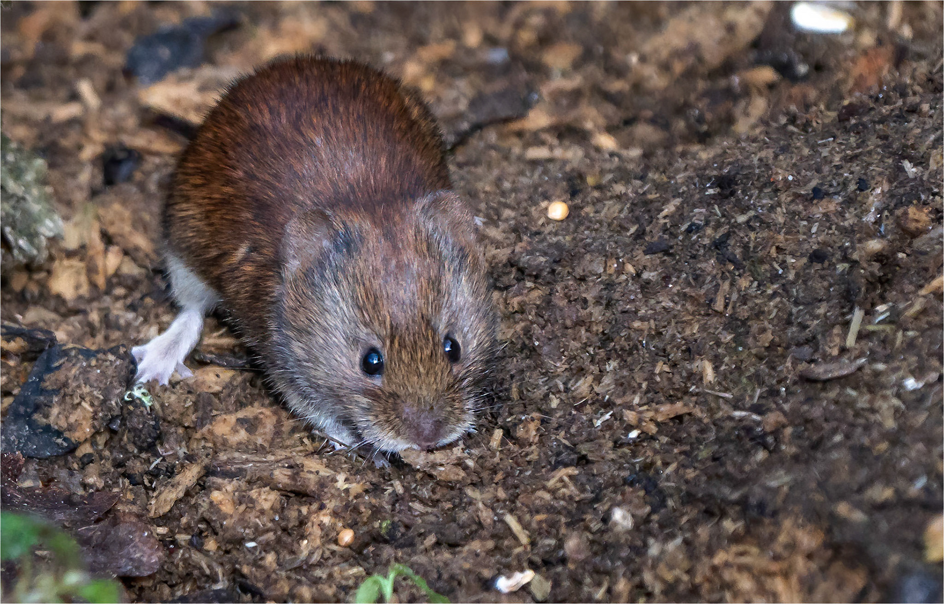 Bank Vole