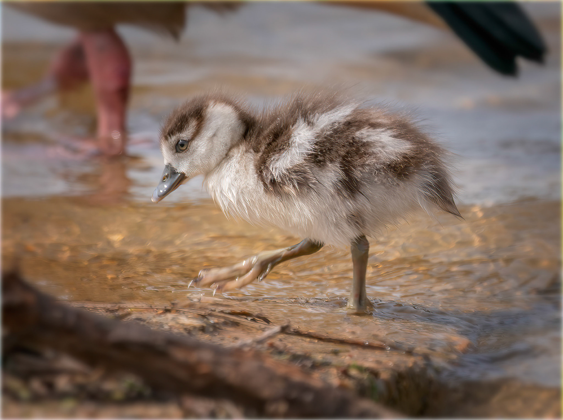 Will I grow into these feet?