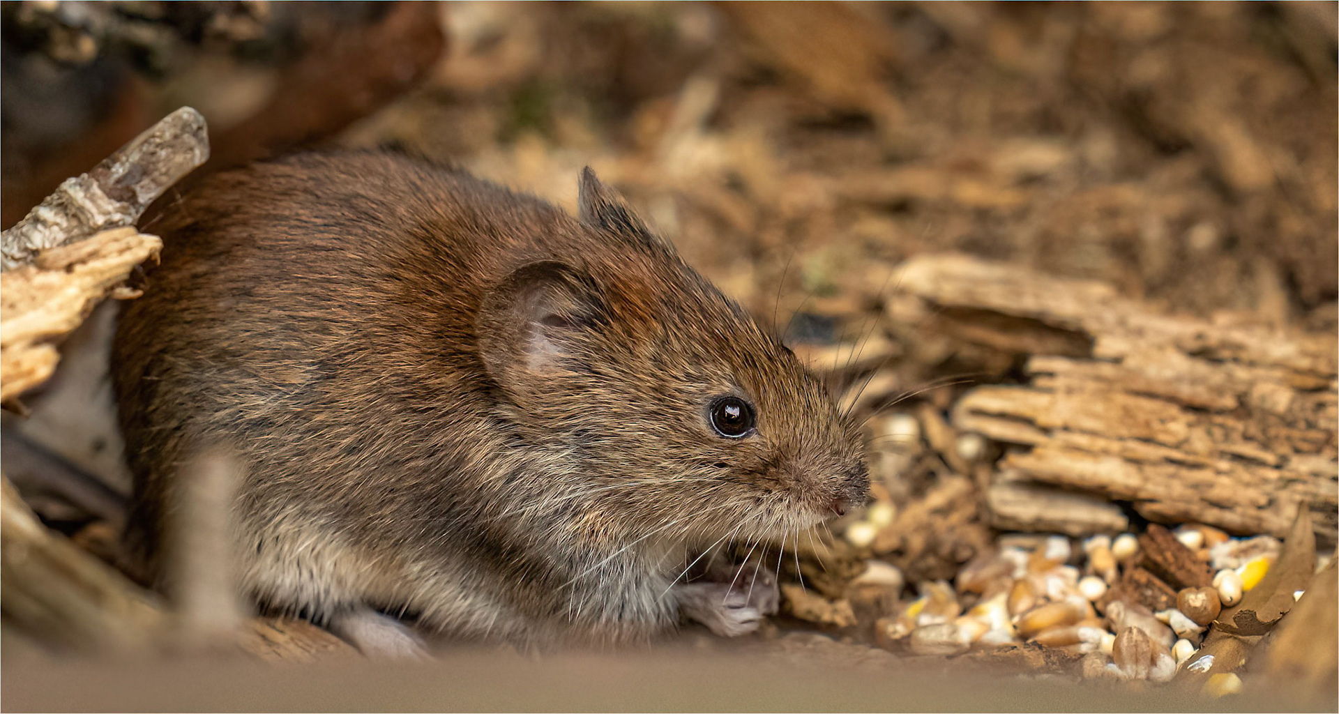 Bank vole