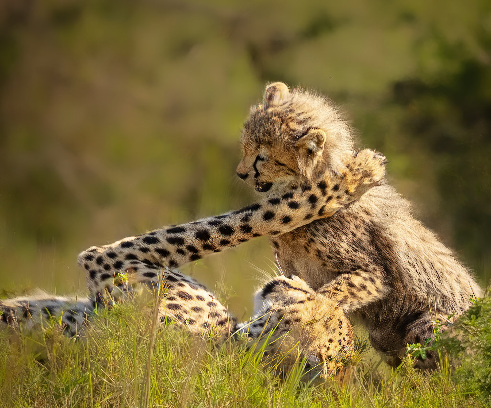 Play Time
