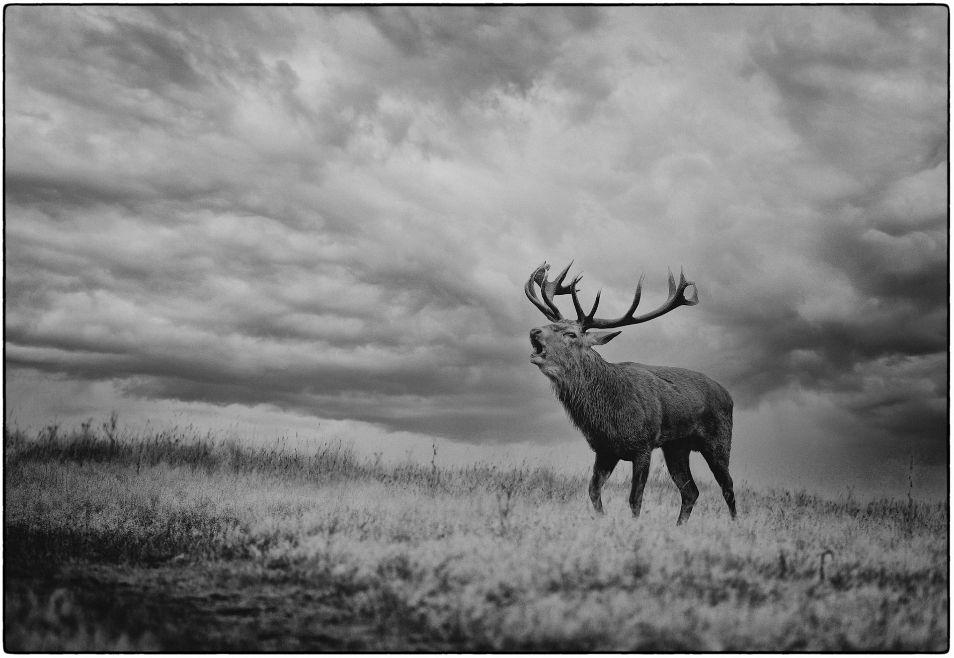 Call of the wild