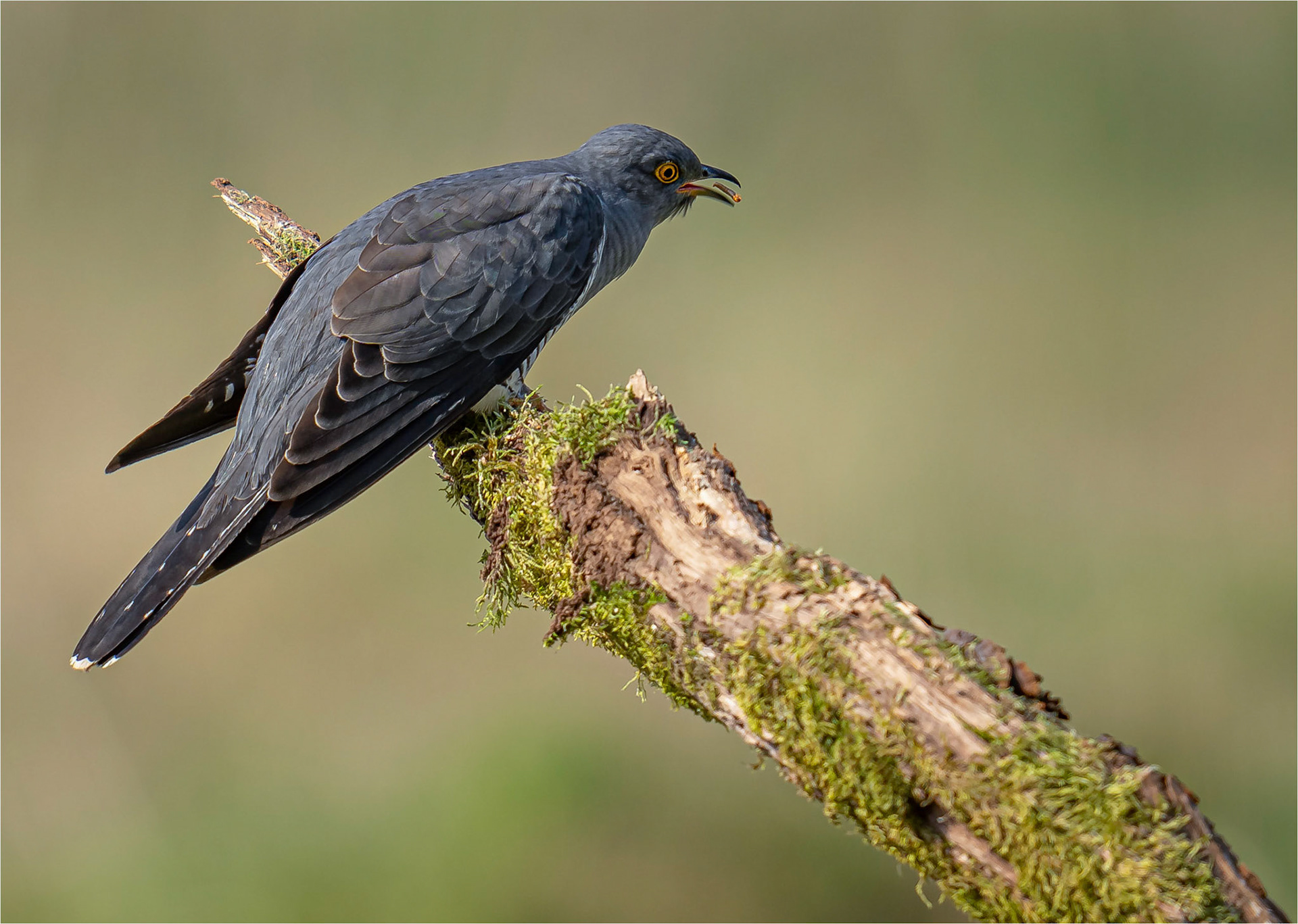 Cuckoo feeding