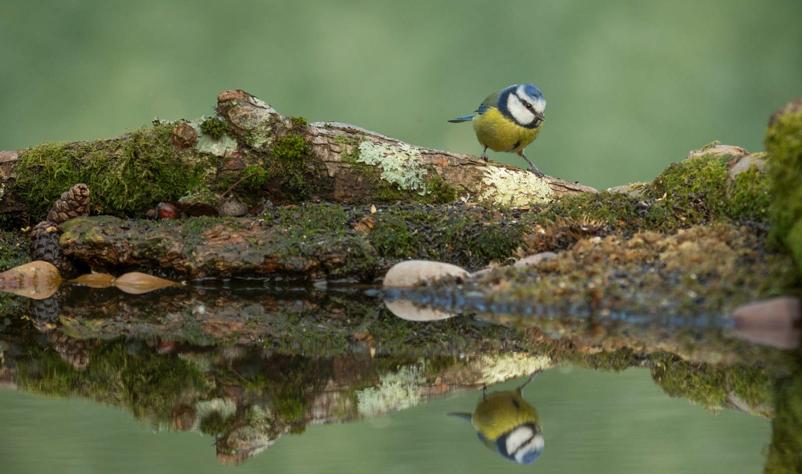 Blue Tit with reflection