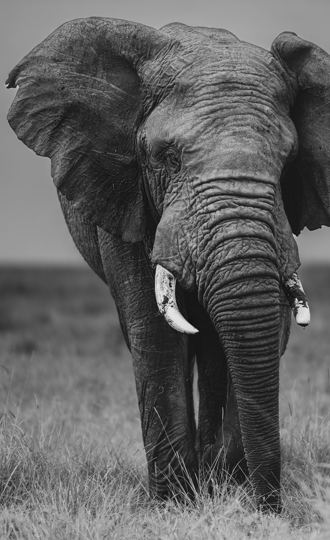 Bull Elephant