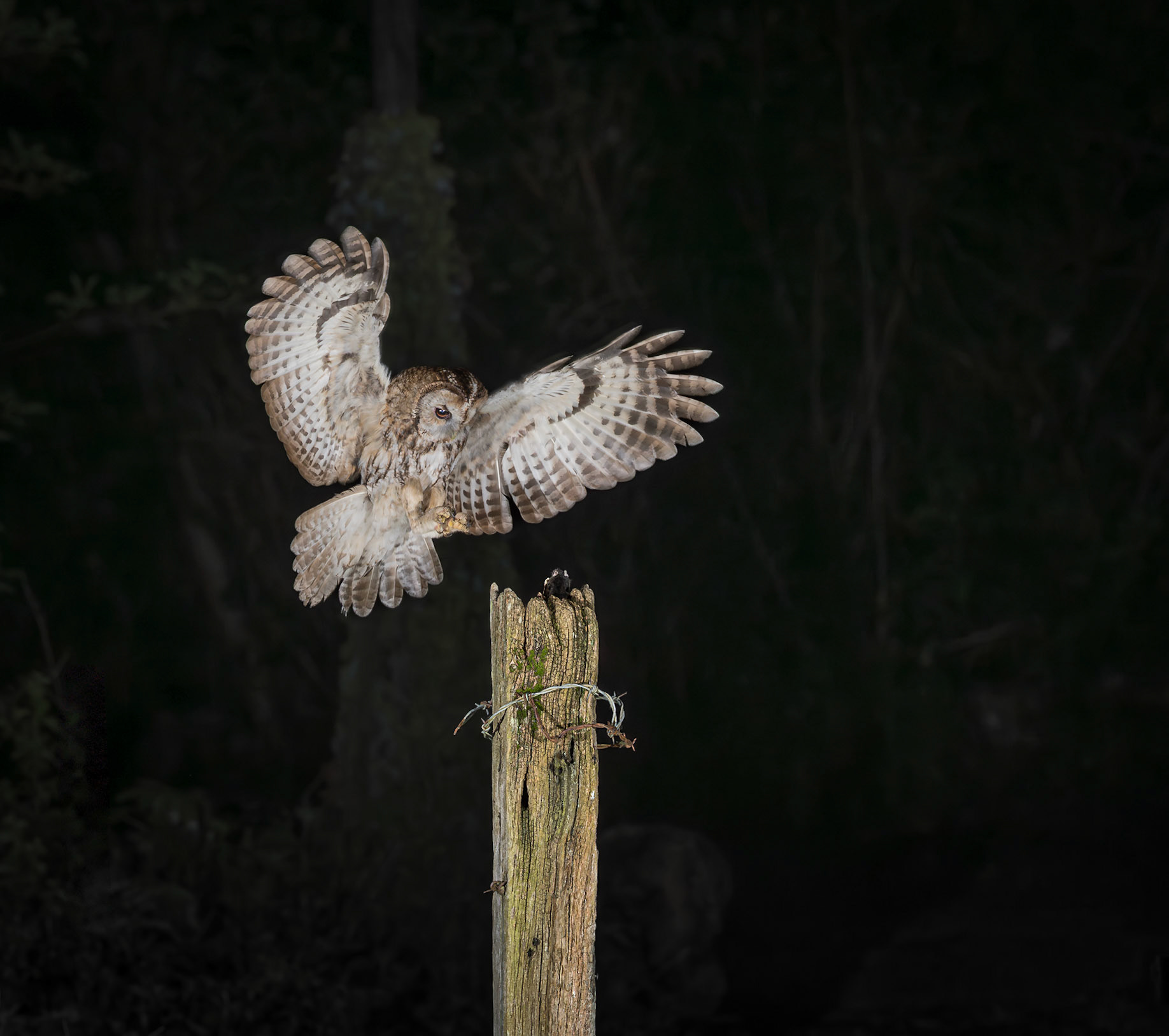 Talons Extended