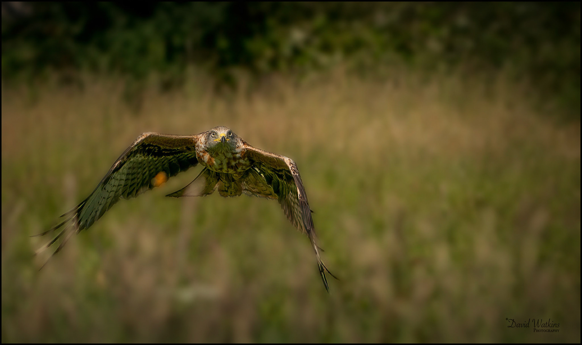 Red Kite hunting