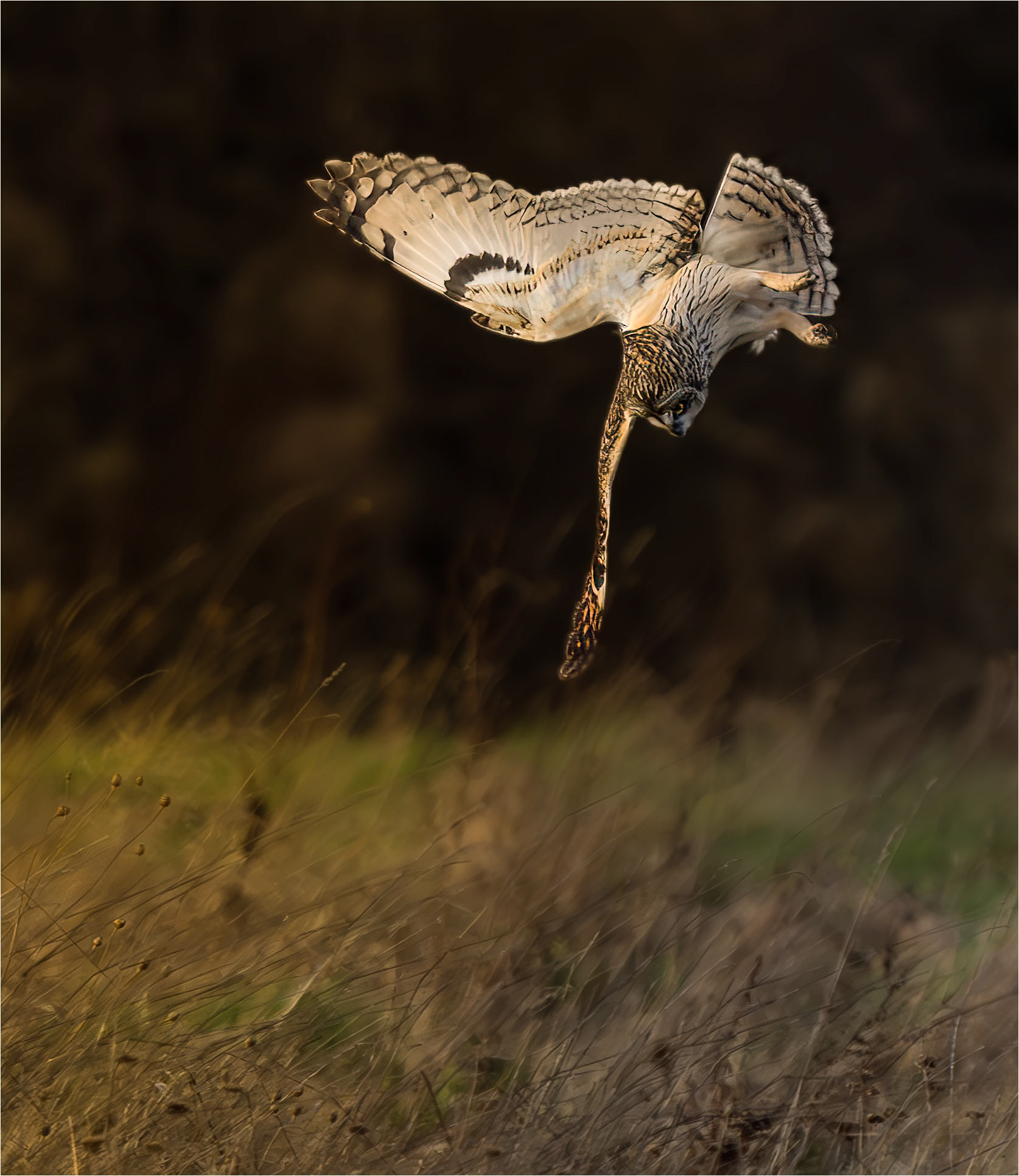 Watch out vole