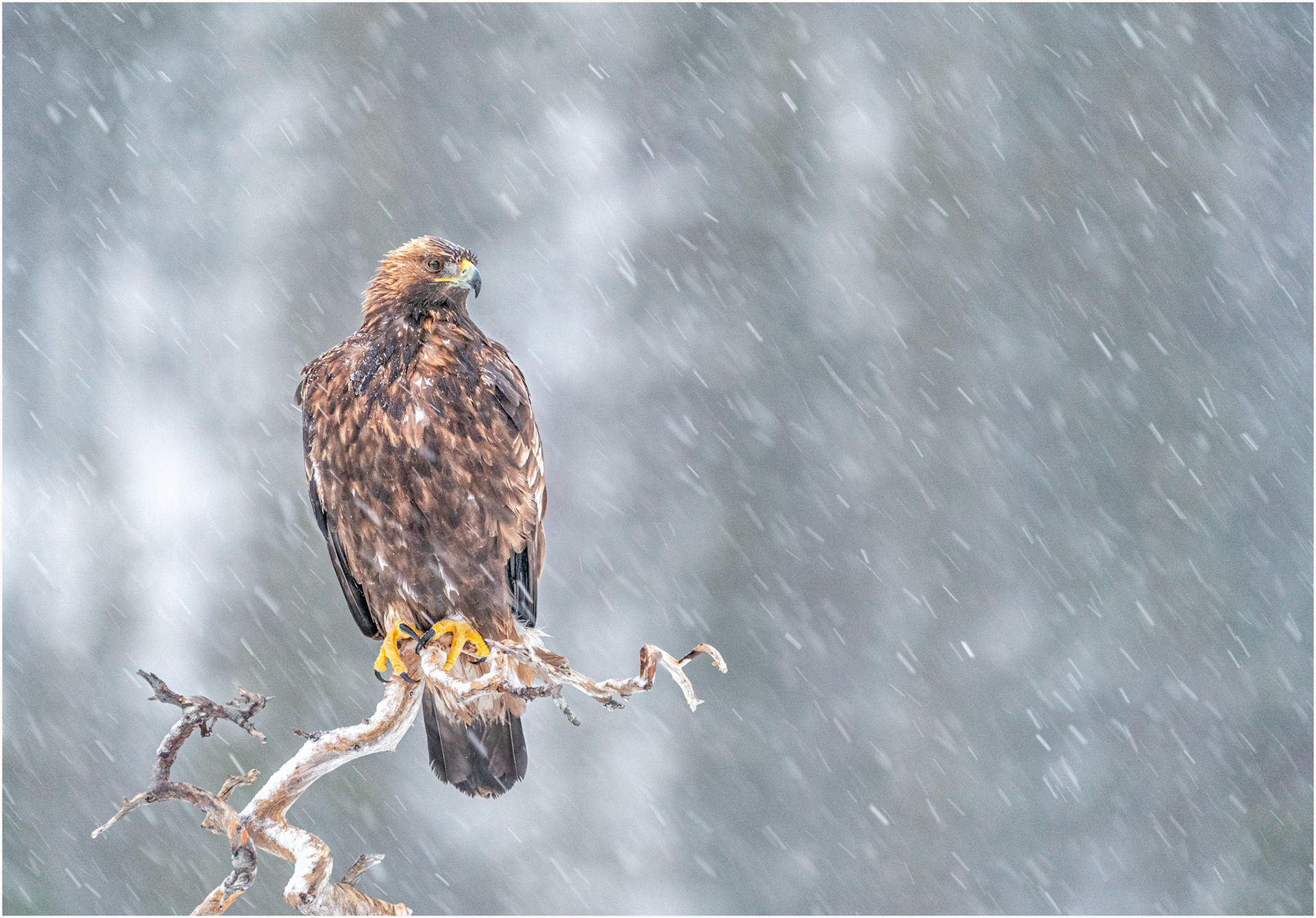 Golden Eagle