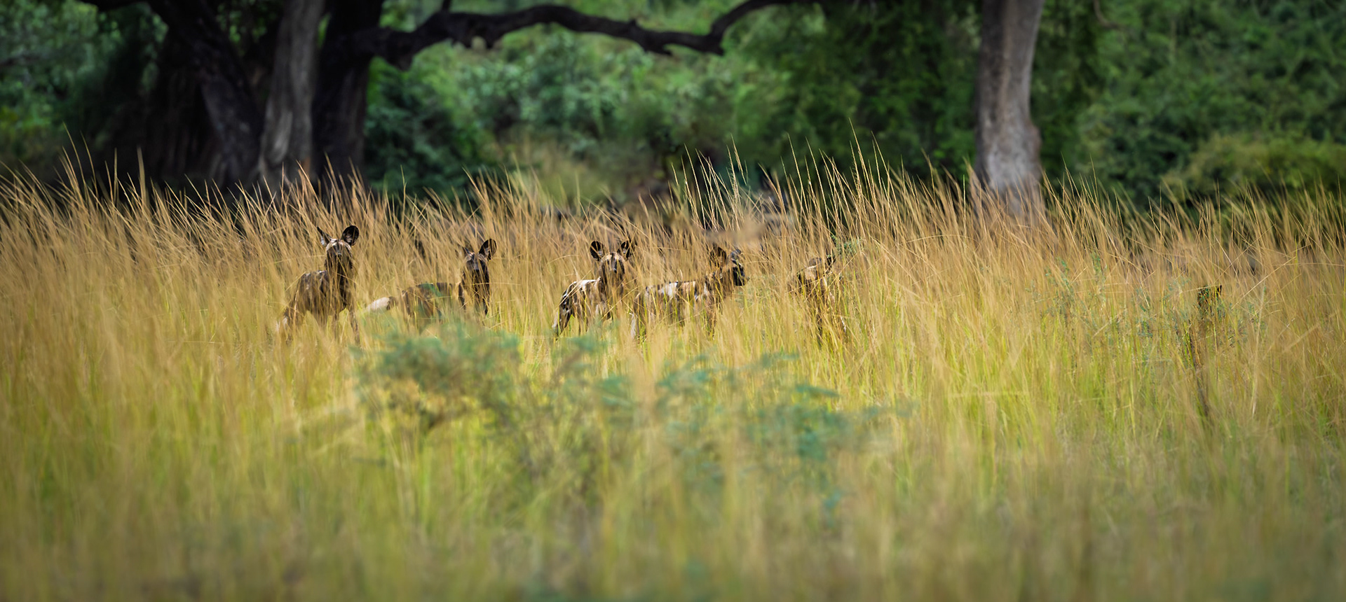 The pack hunting