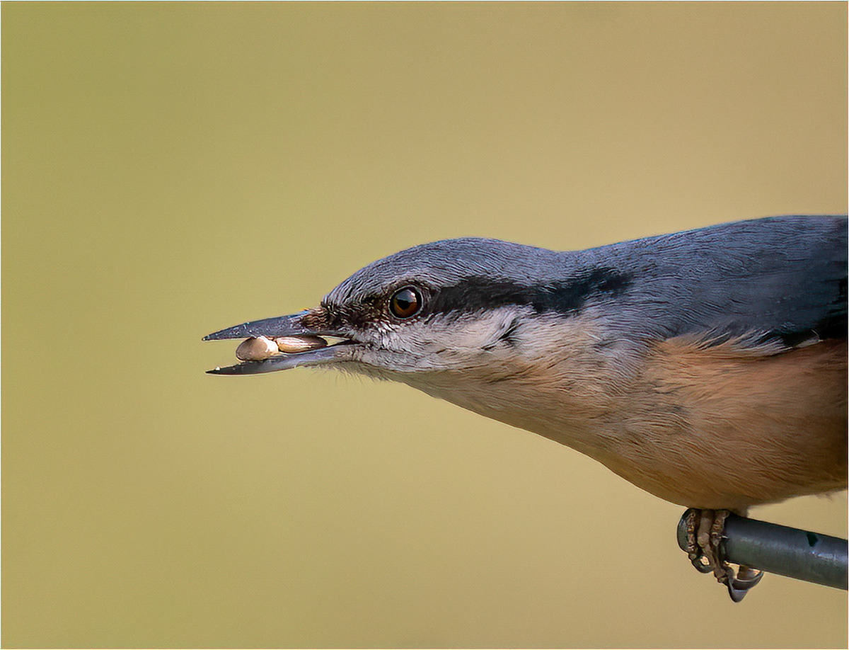 Nuthatch