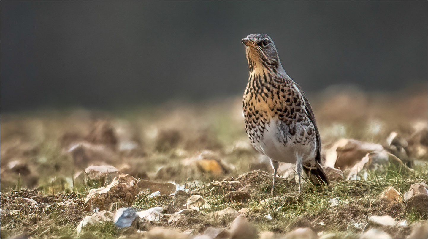 Thrush